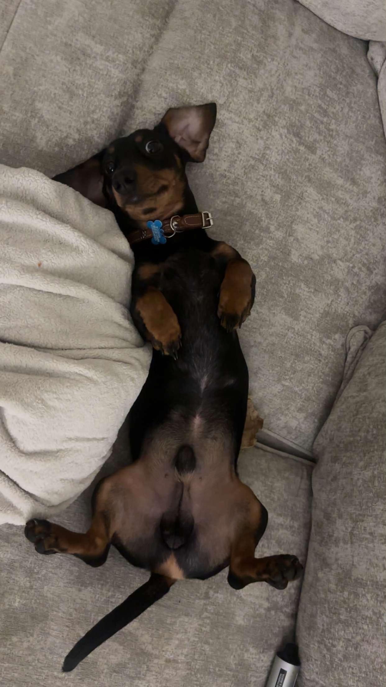 @Emily ][ DachshundDiaries