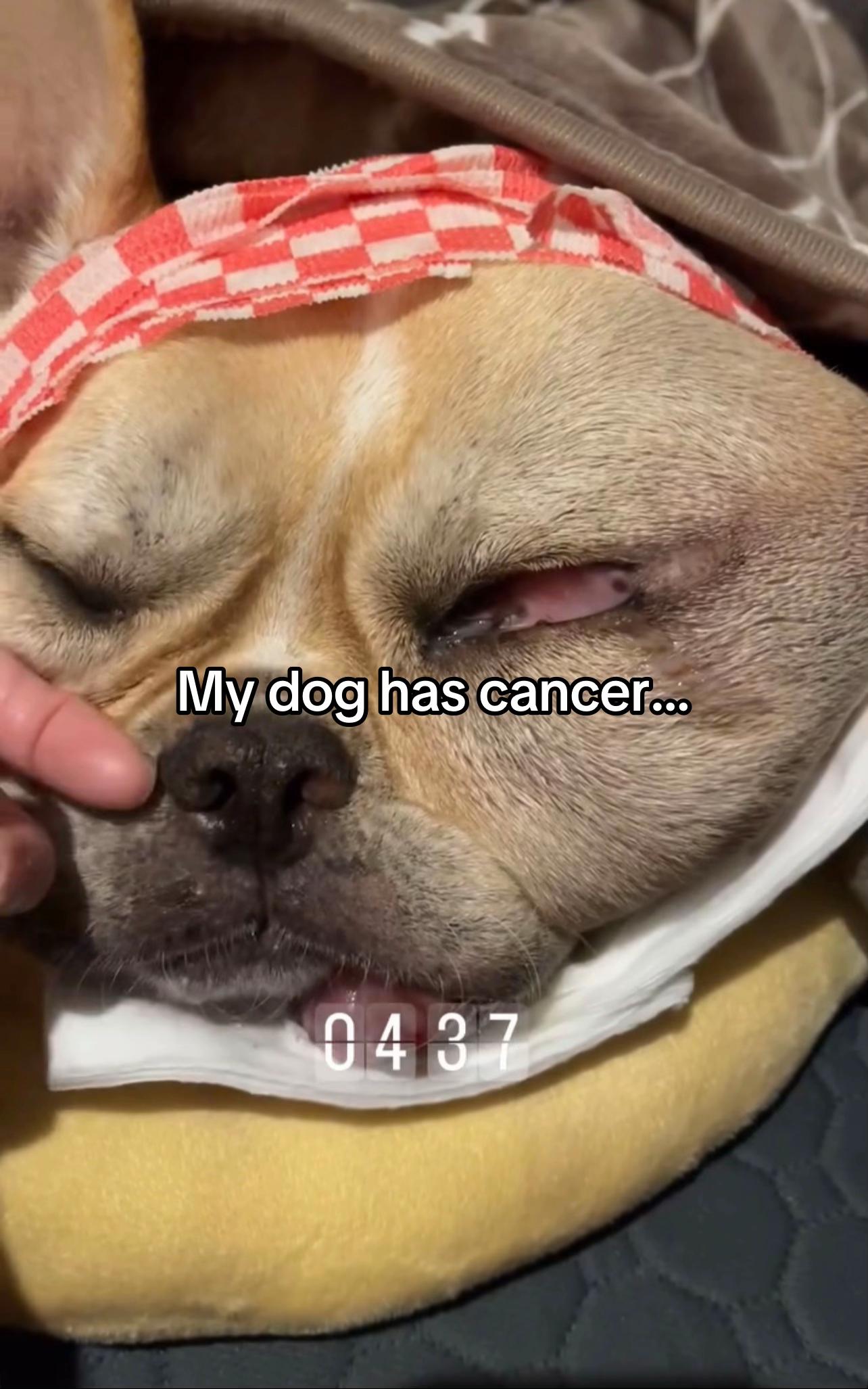 @Surgery for Lucy0