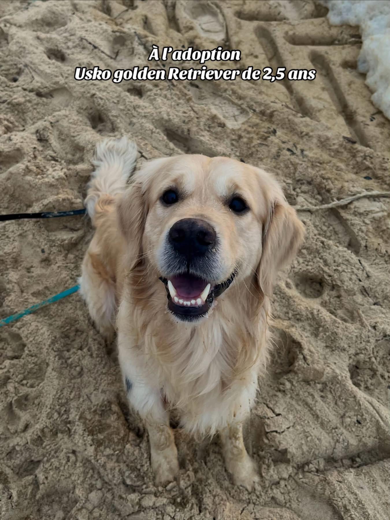 @Association Puppykittyfrance