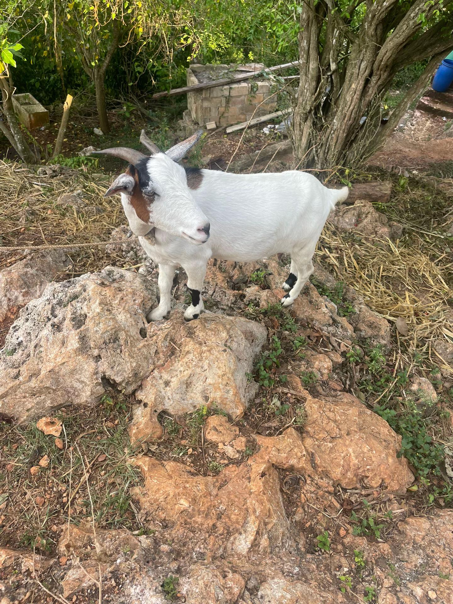 @Goat Ranch