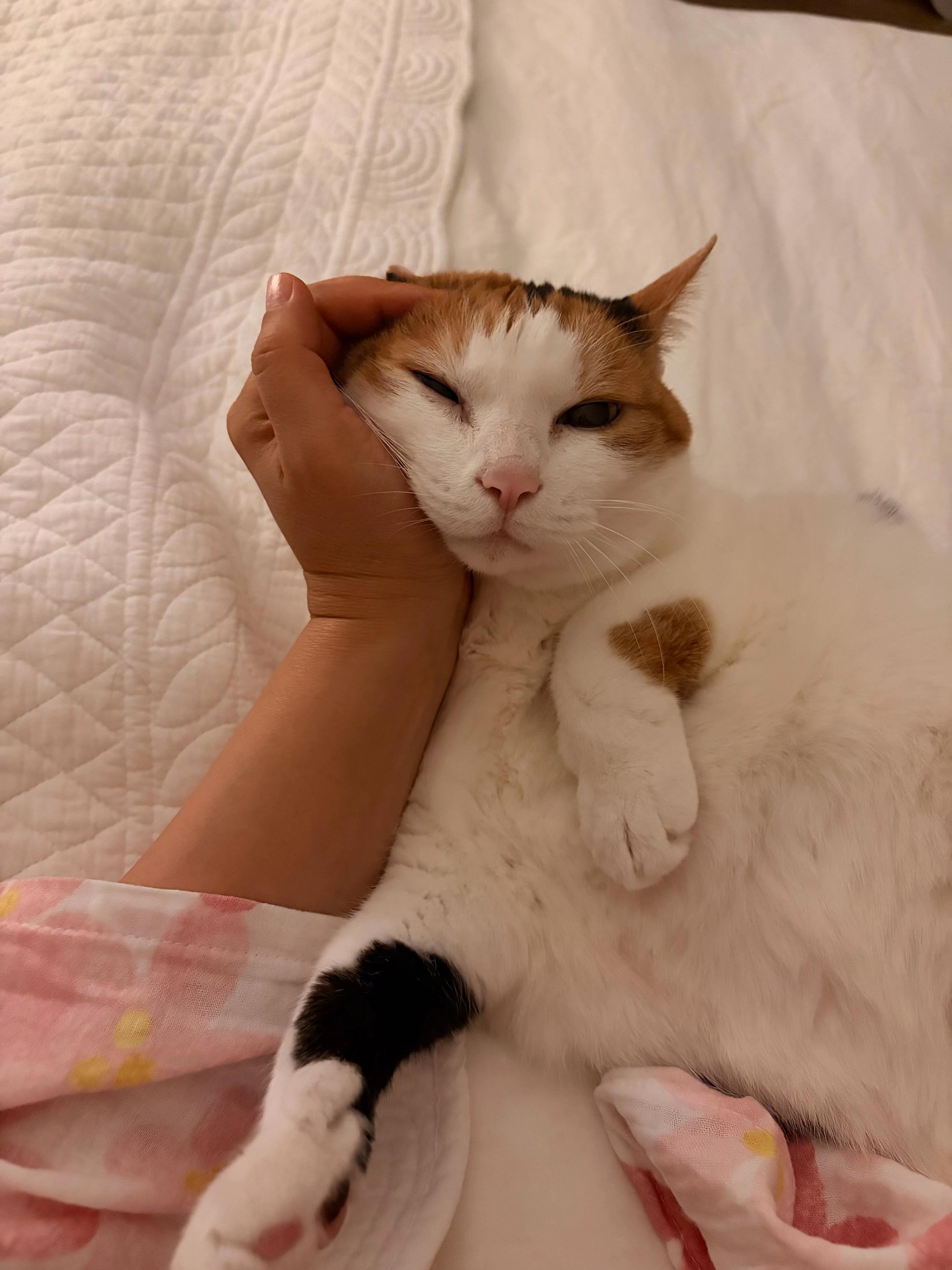 @Miyopet