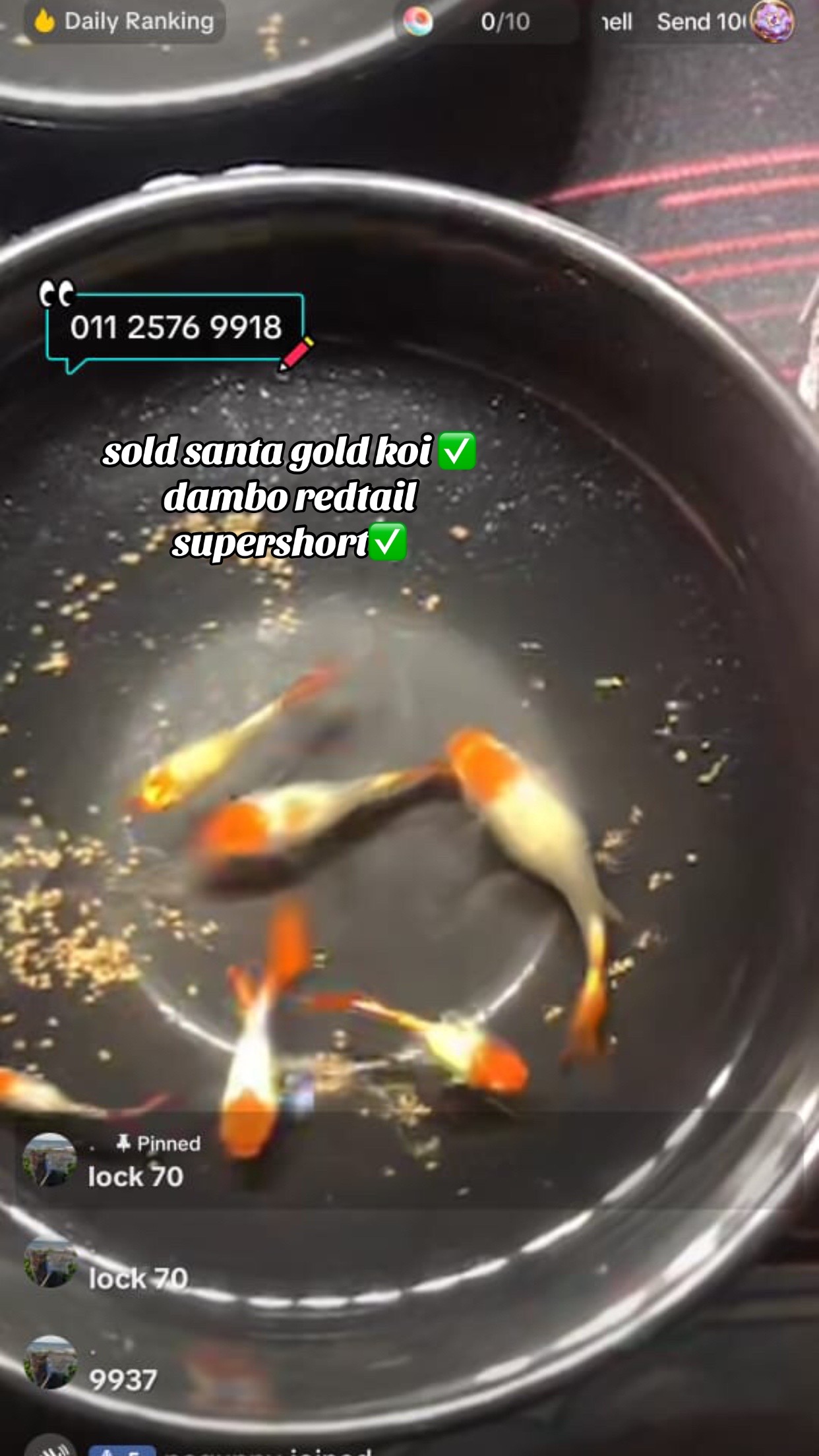 @RULL GUPPY??