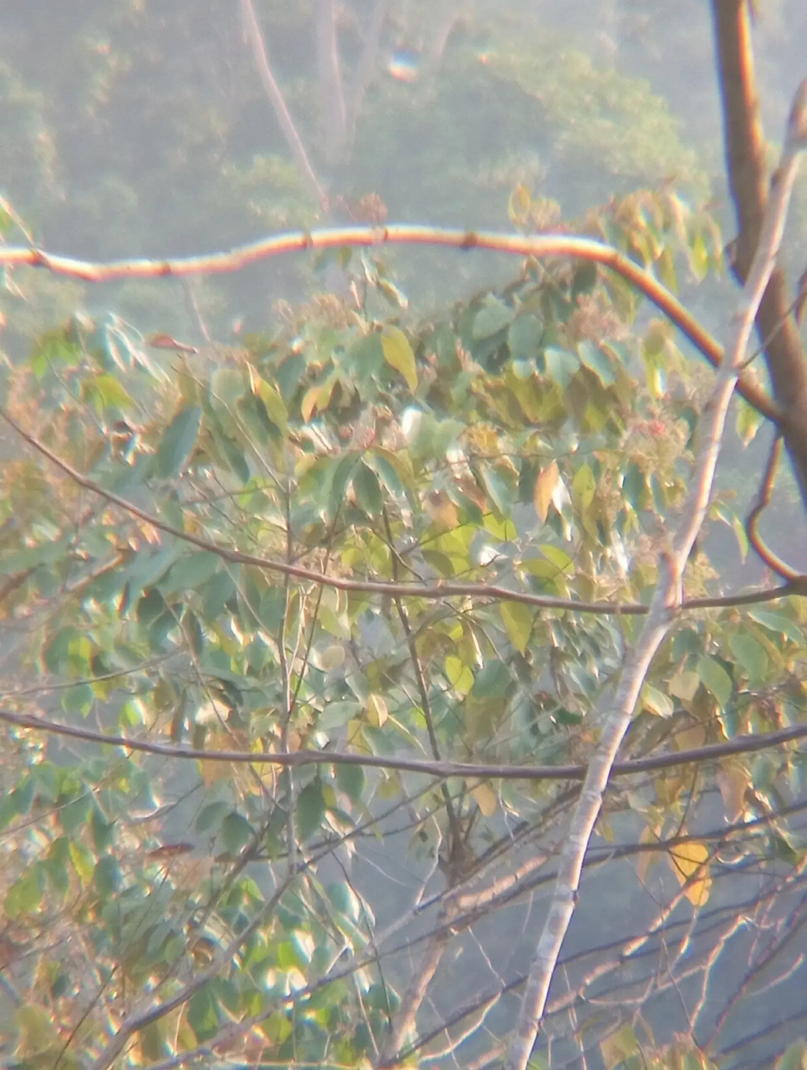 @Srindit kaltara 🦜