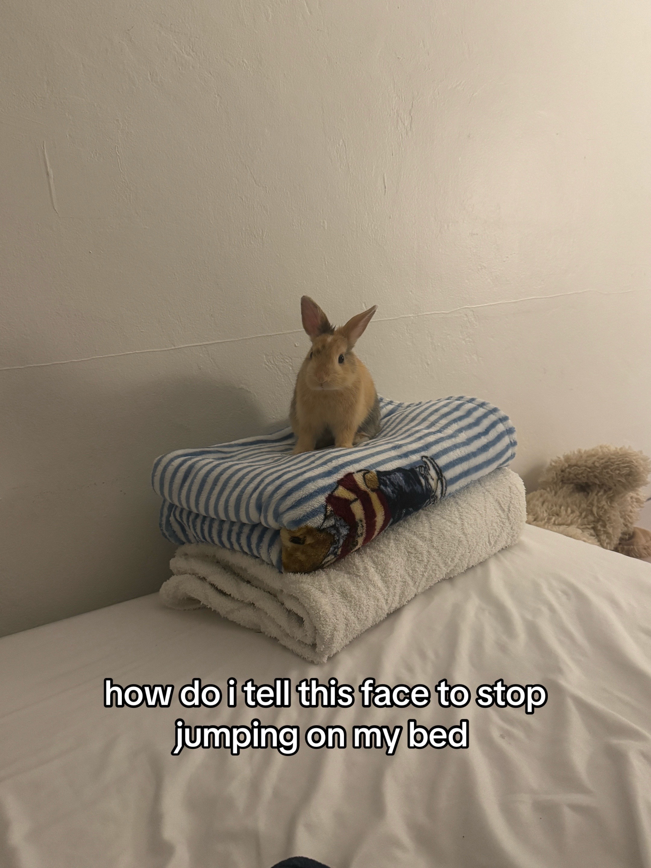 @Boba 🐰🩵