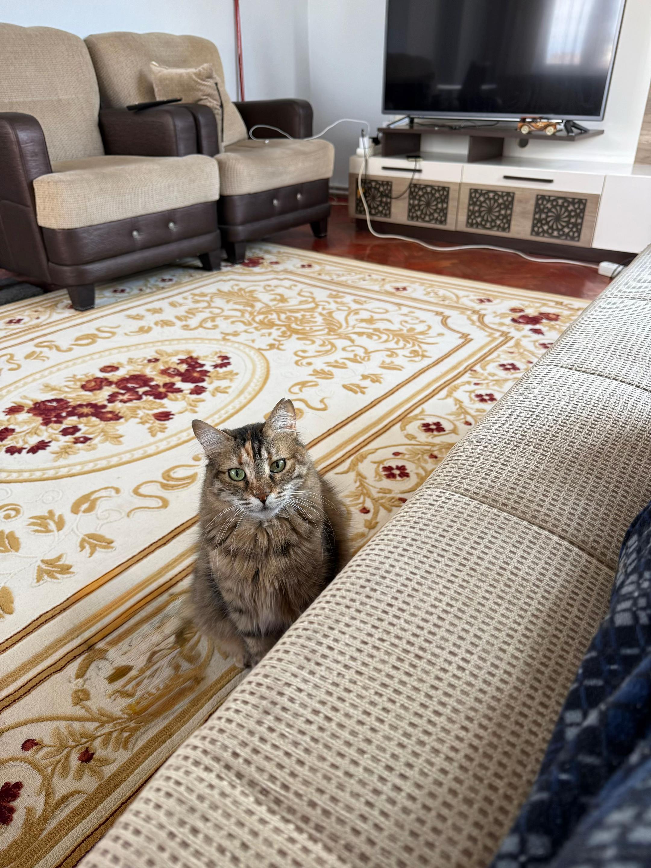 @nazlı sultan