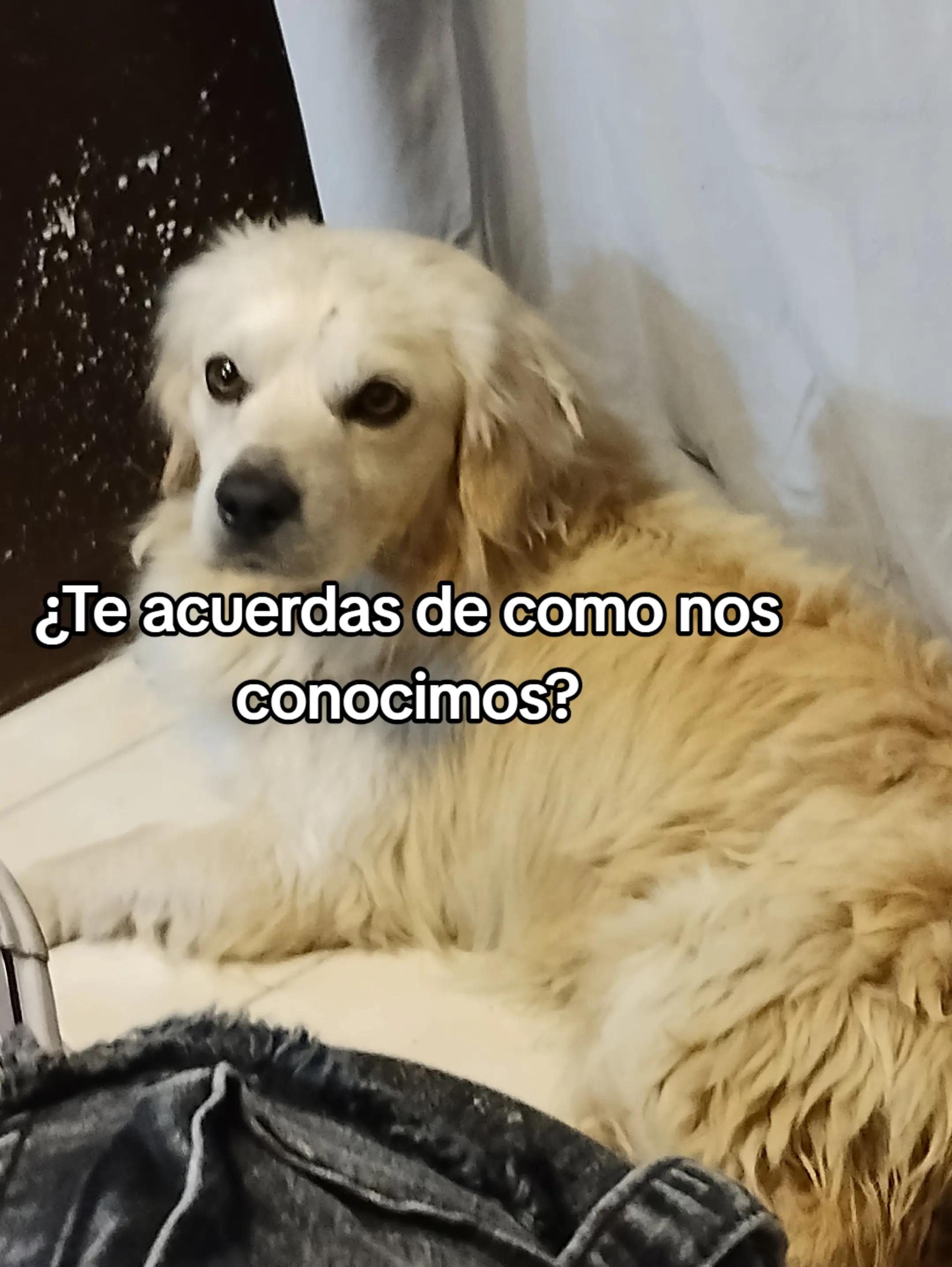 @🦔