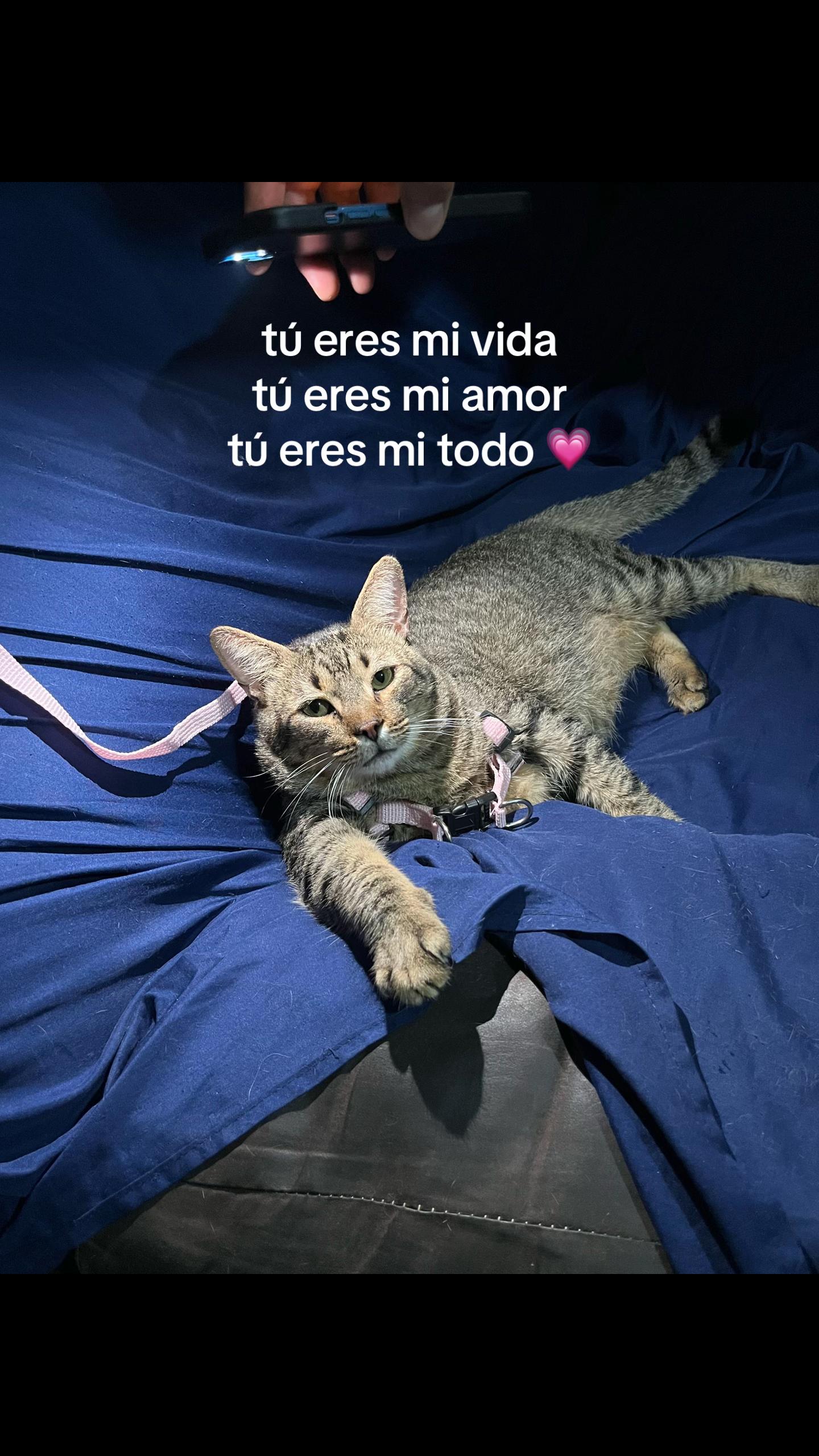 @ᴍᴏᴏɴ