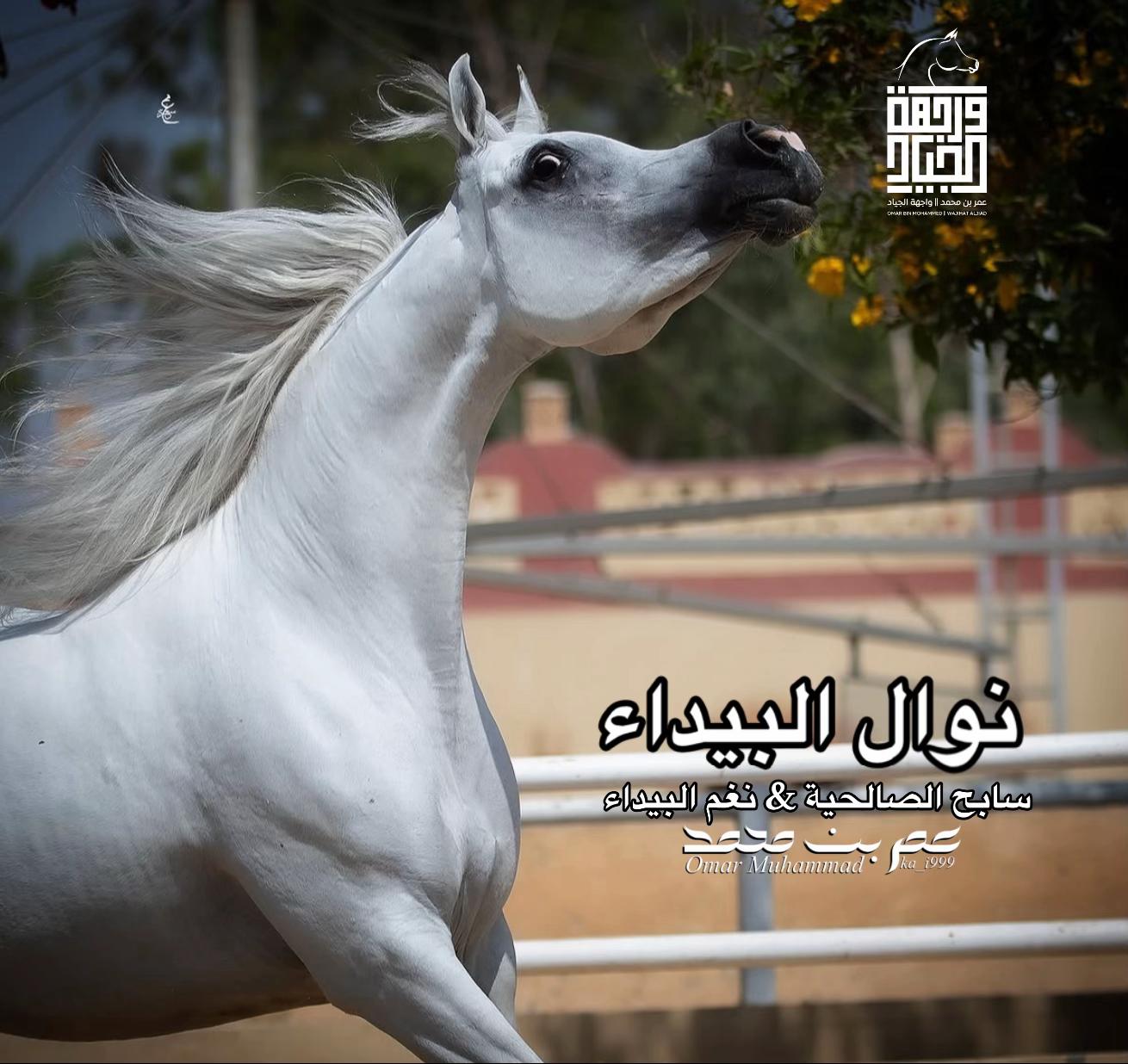 @عمر بن محمد | واجهة الجـياد🏅