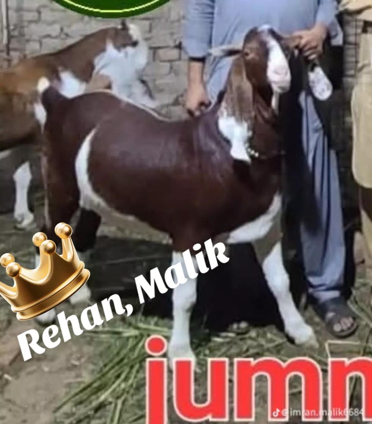@rihan malik