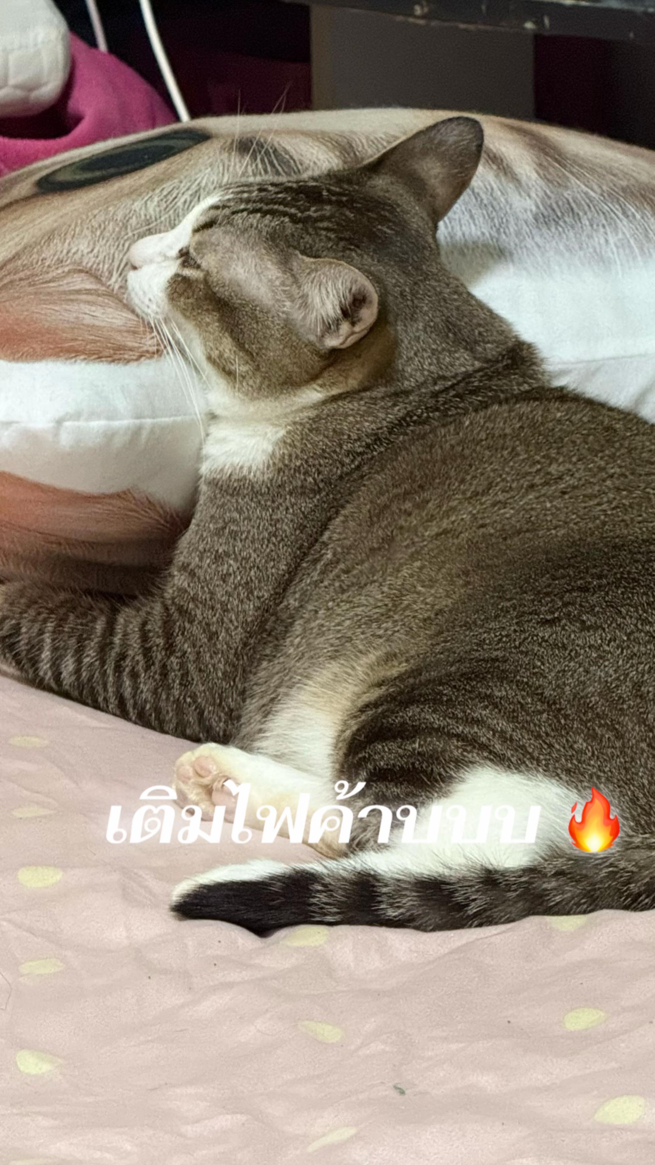 @สลีปออลเดอะไทม์ 🐻❄️🐢🏀⁴⁵⁶³⁹