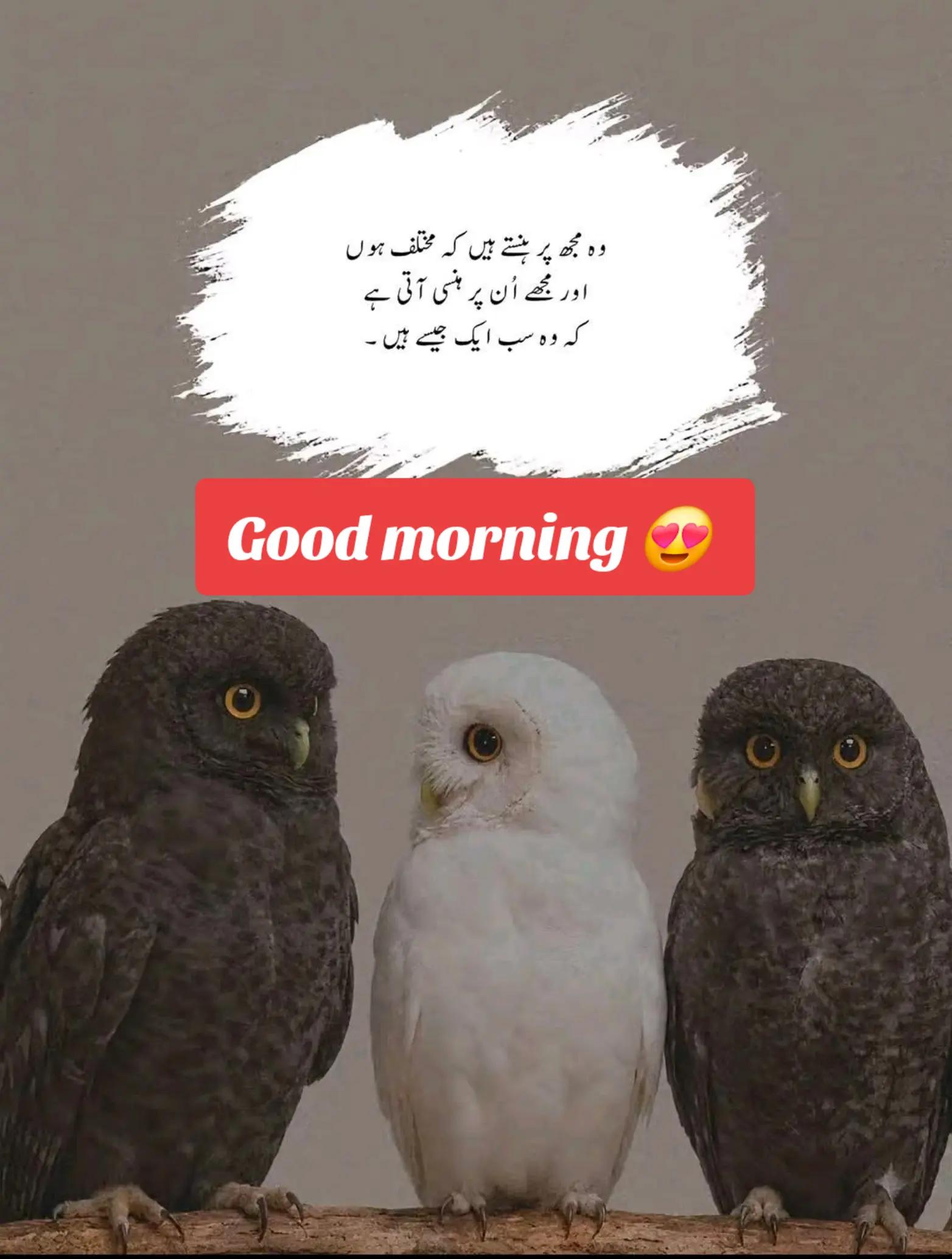 @Peaceful heart🥰😍🤍🇦🇺