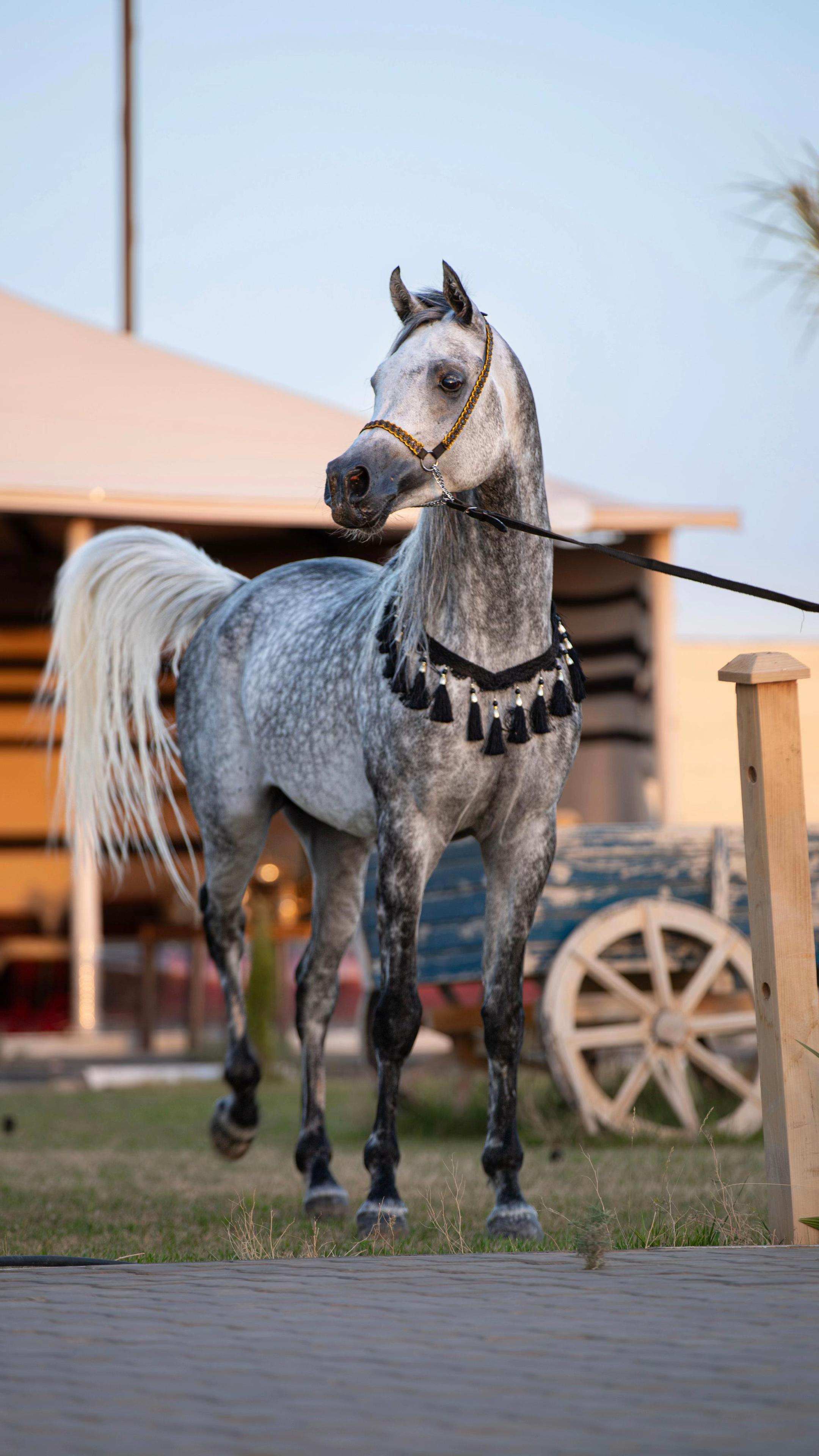 @هاني الدابس الشراري🐎