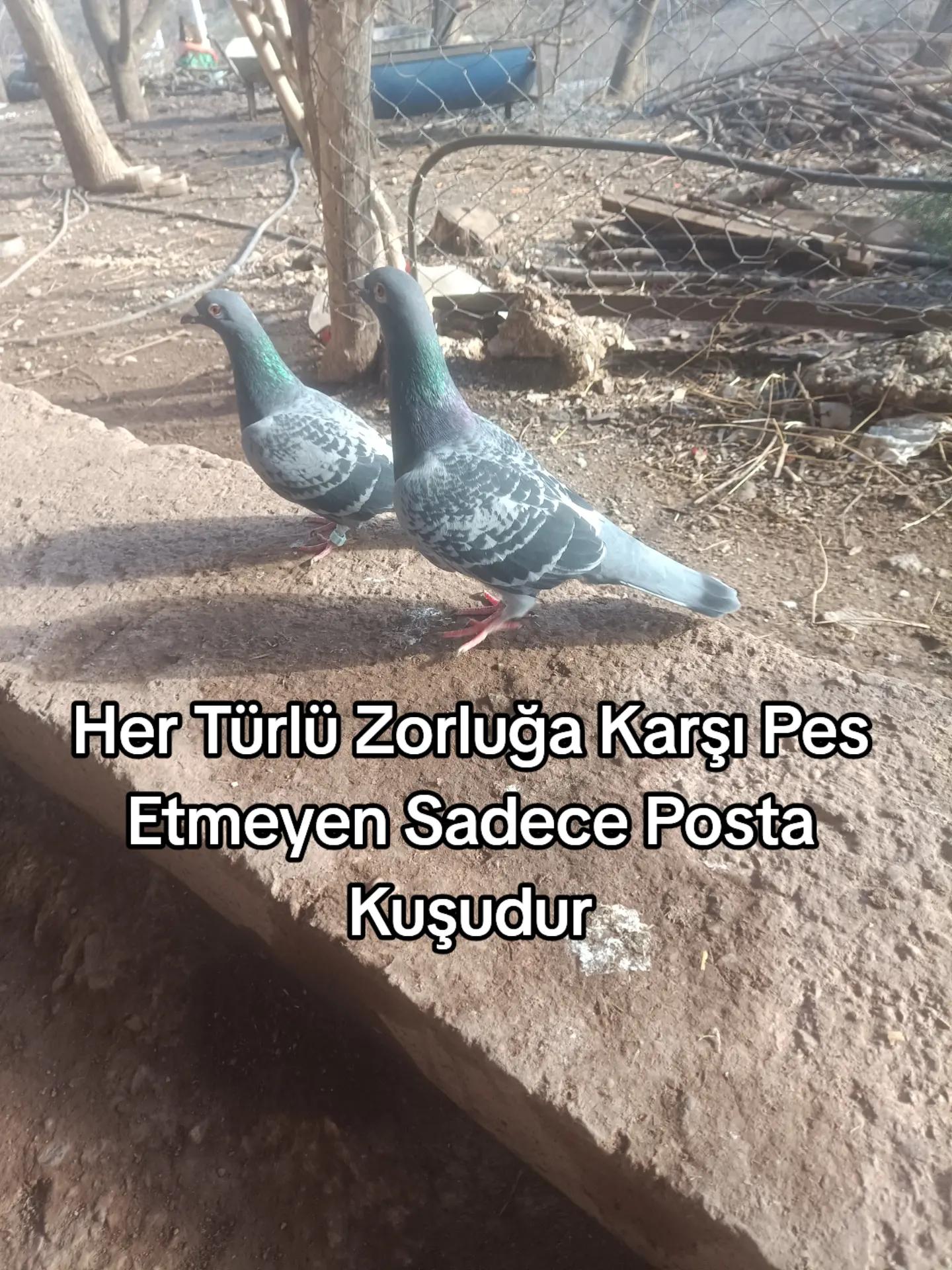 @YARIŞ POSTASI