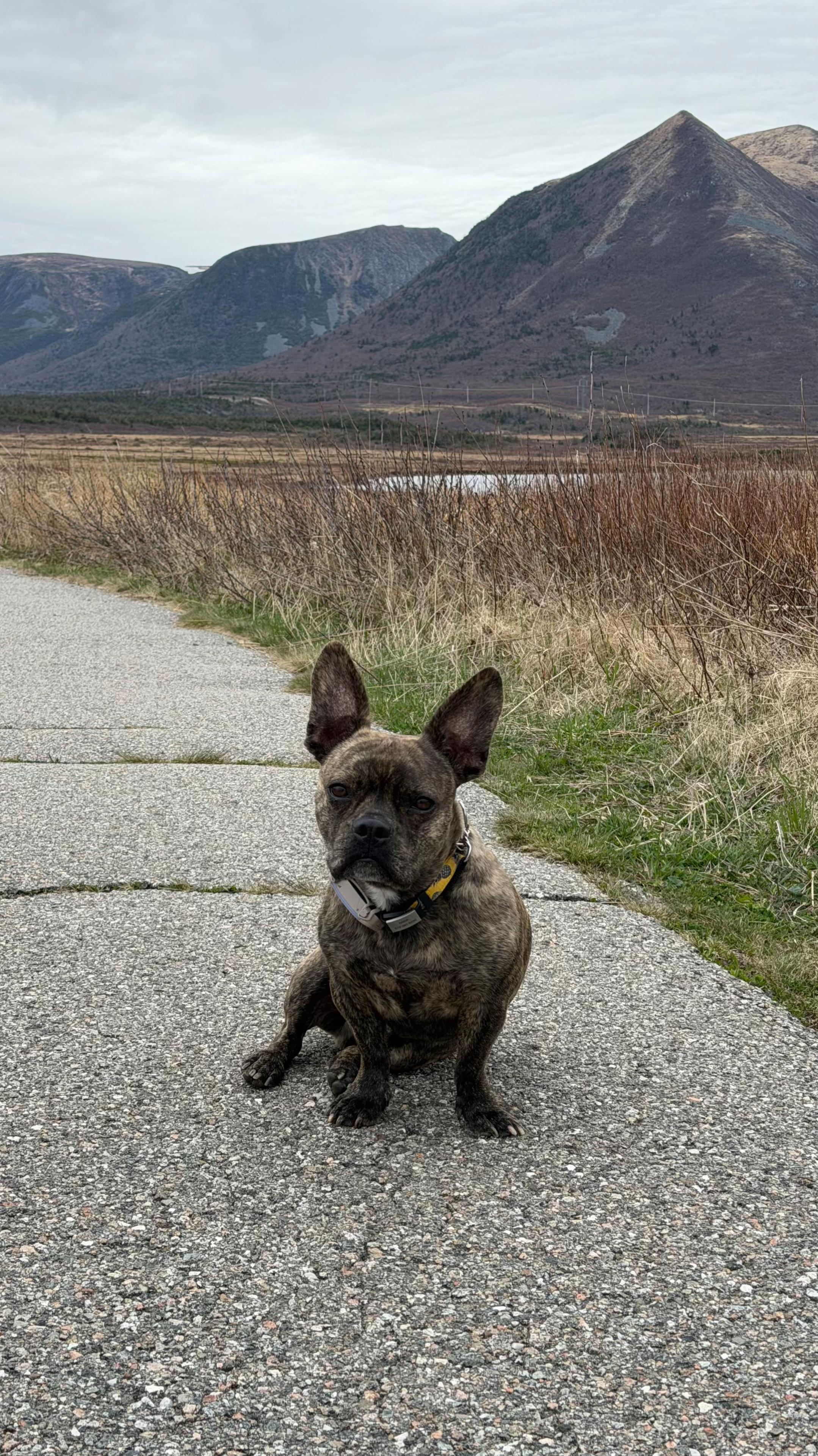 @Ania & Baba Adventures 🚗🐾⛺