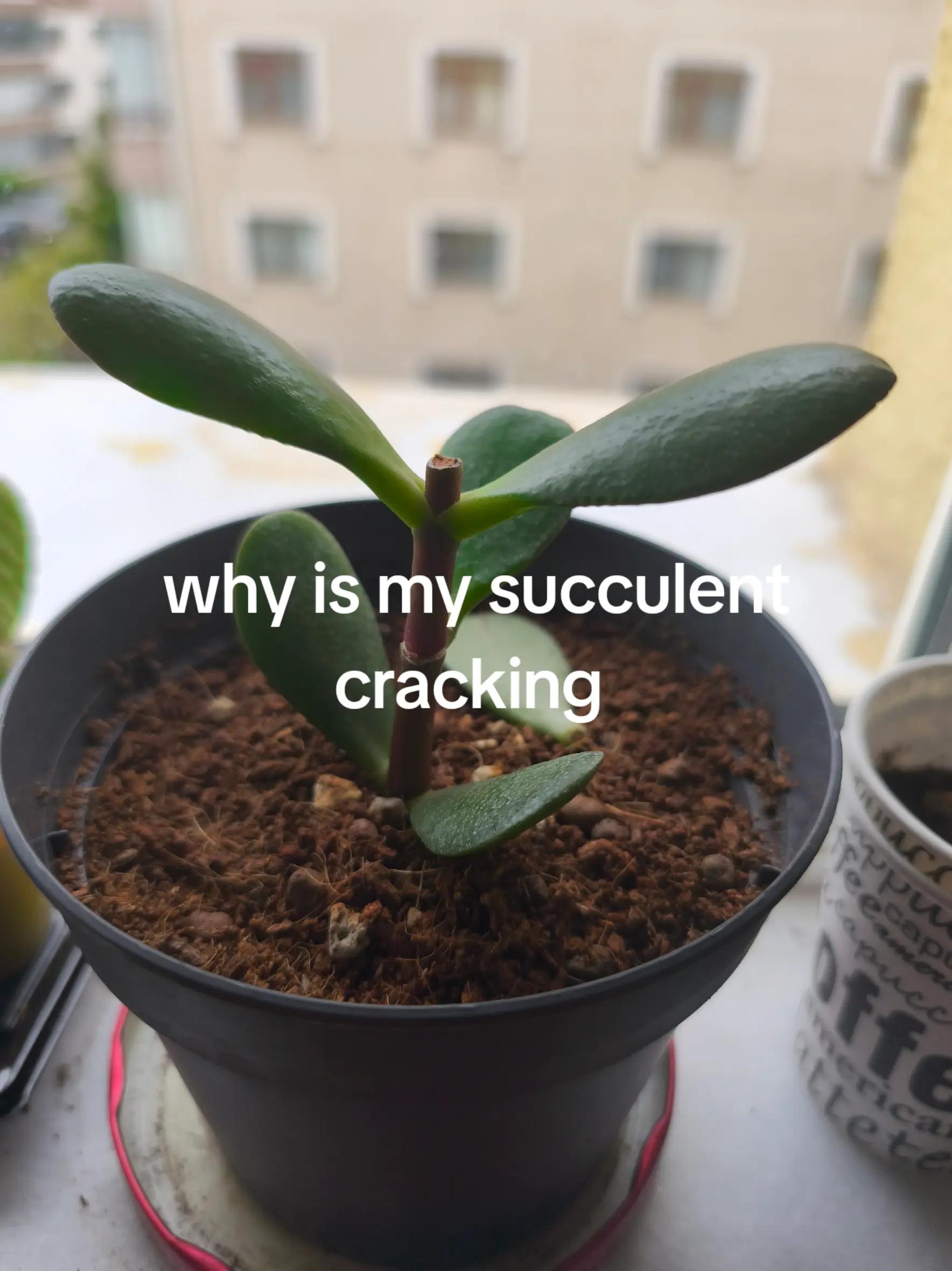 @Lol