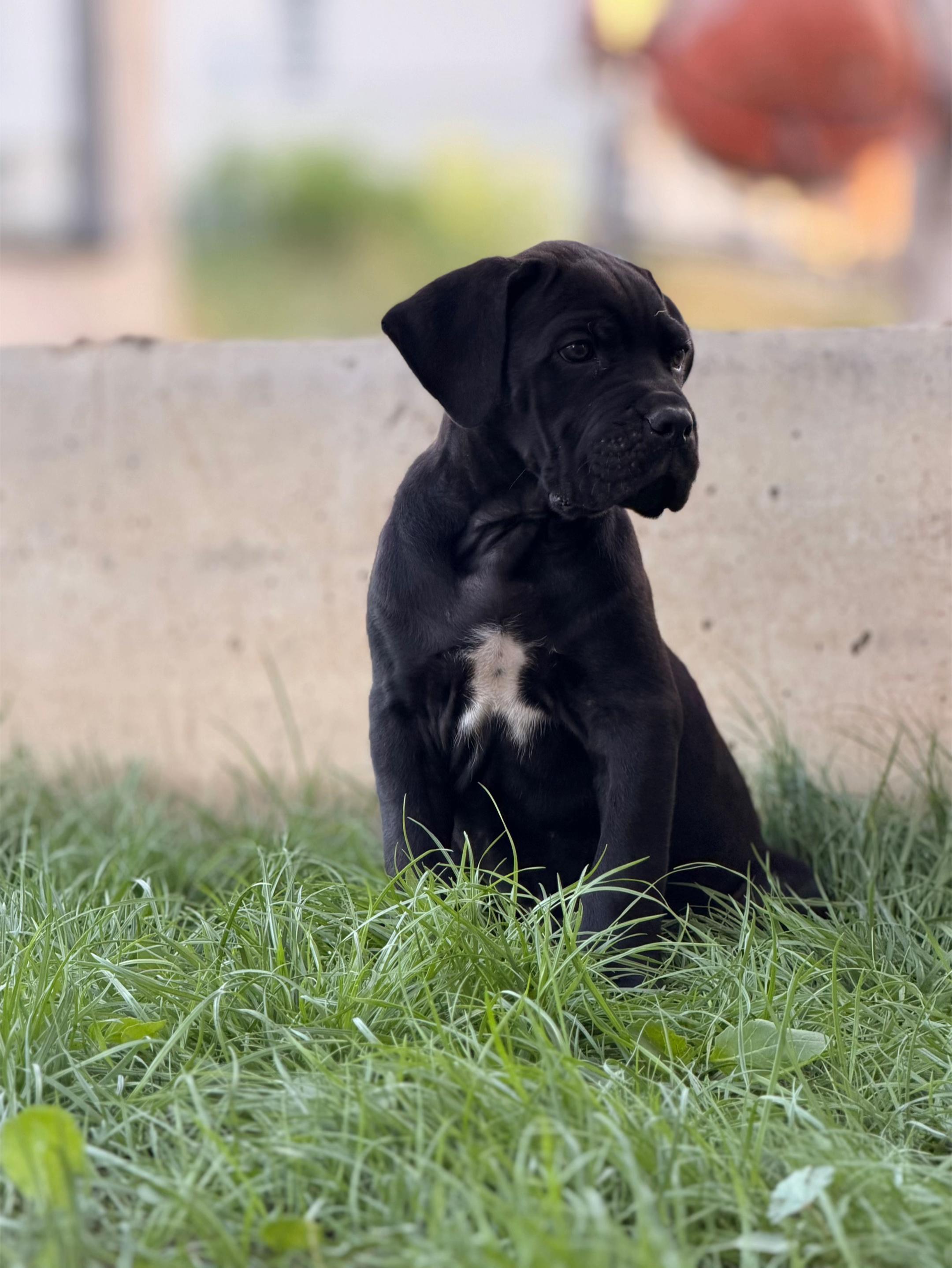 @NeroCaneCorsoKennel