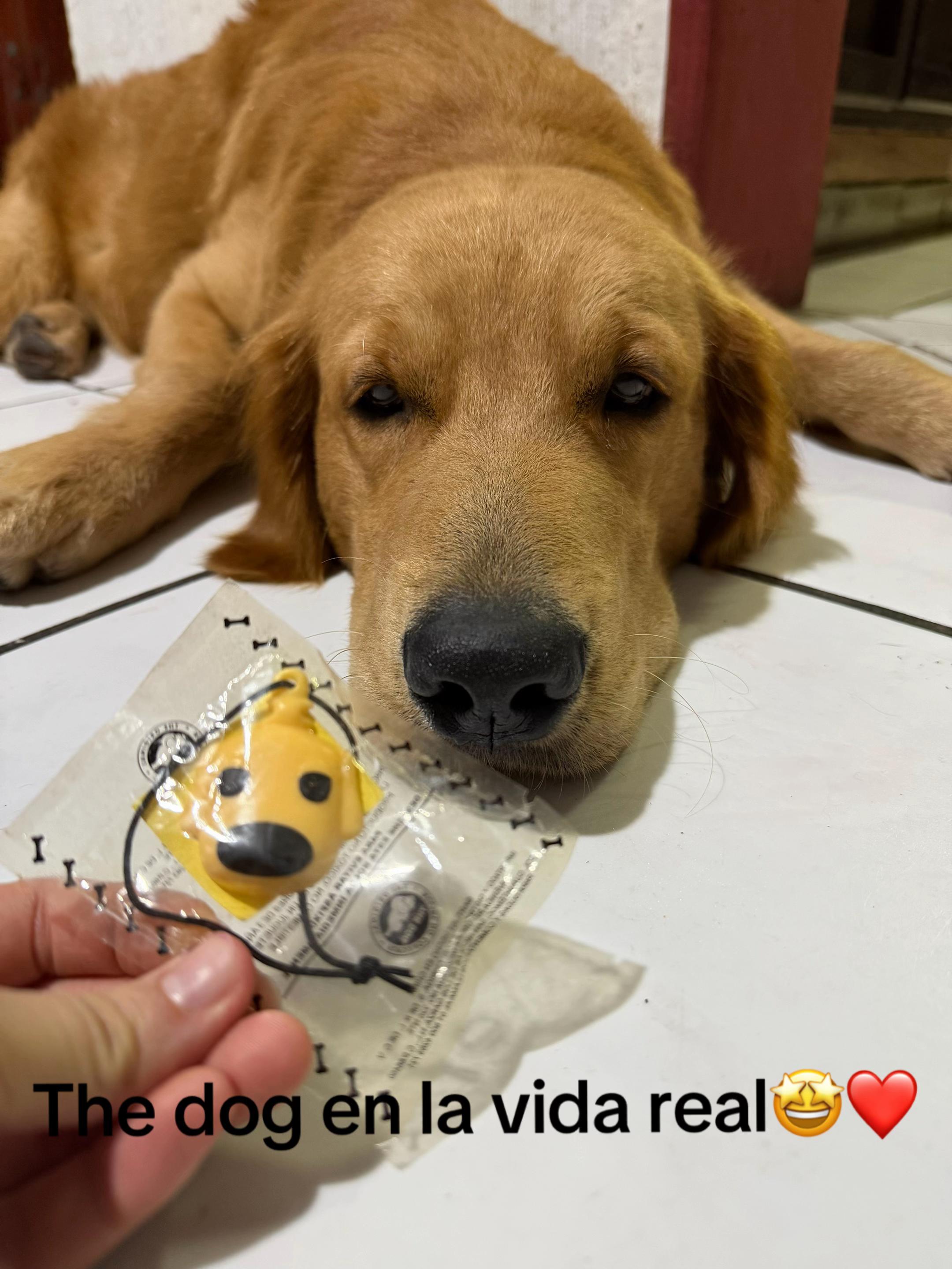 @Dog’s life 🐕