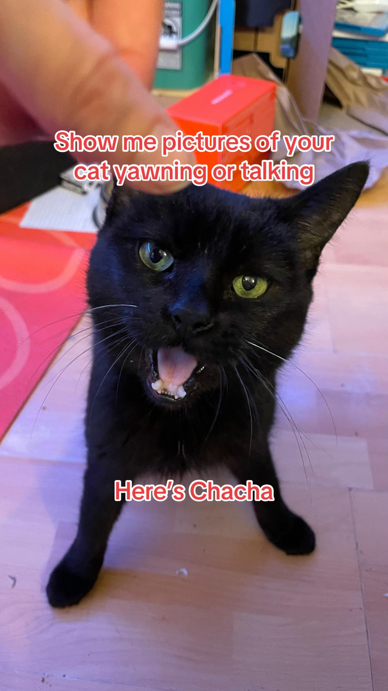 @Chacha