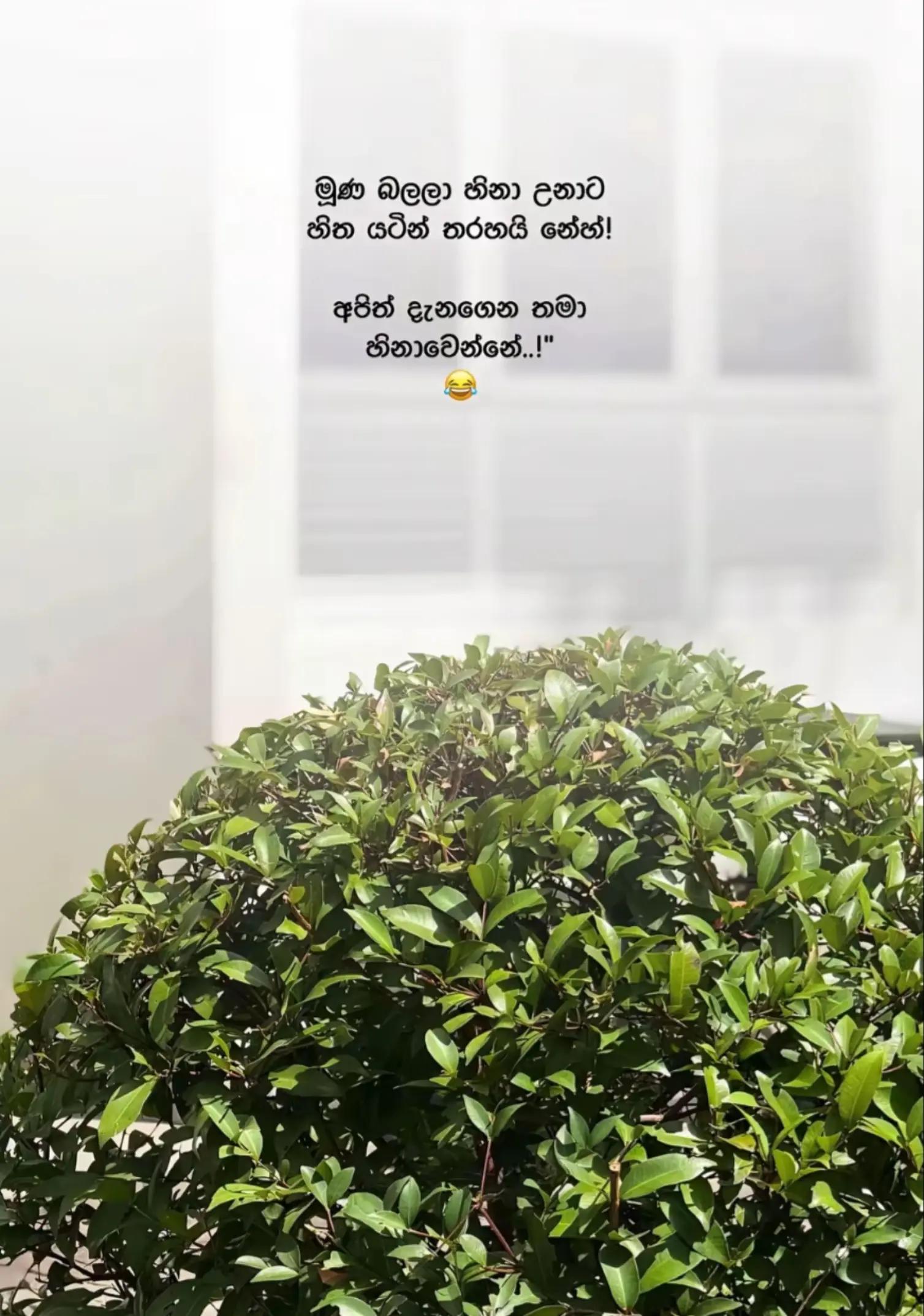 @ᵇ ａ ｔ ｔ ᵃ__official  🇱🇰 📽️