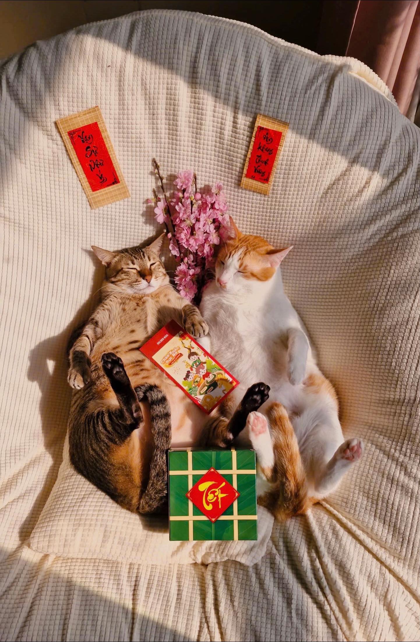 @Gia&ensp;Đ&igrave;nh&ensp;C&aacute;&ensp;Cua