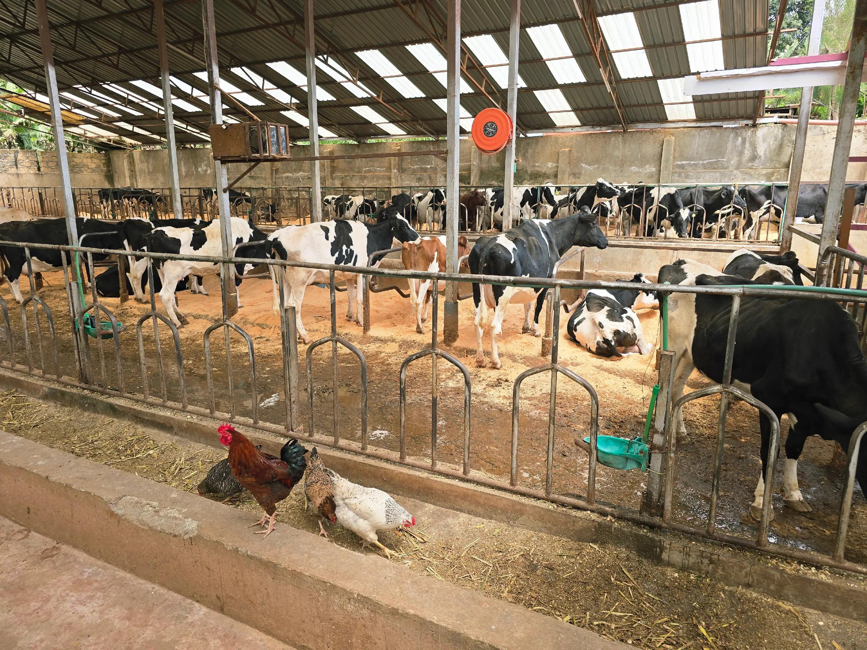 @Sameer cattle breeders Ltd ✅️
