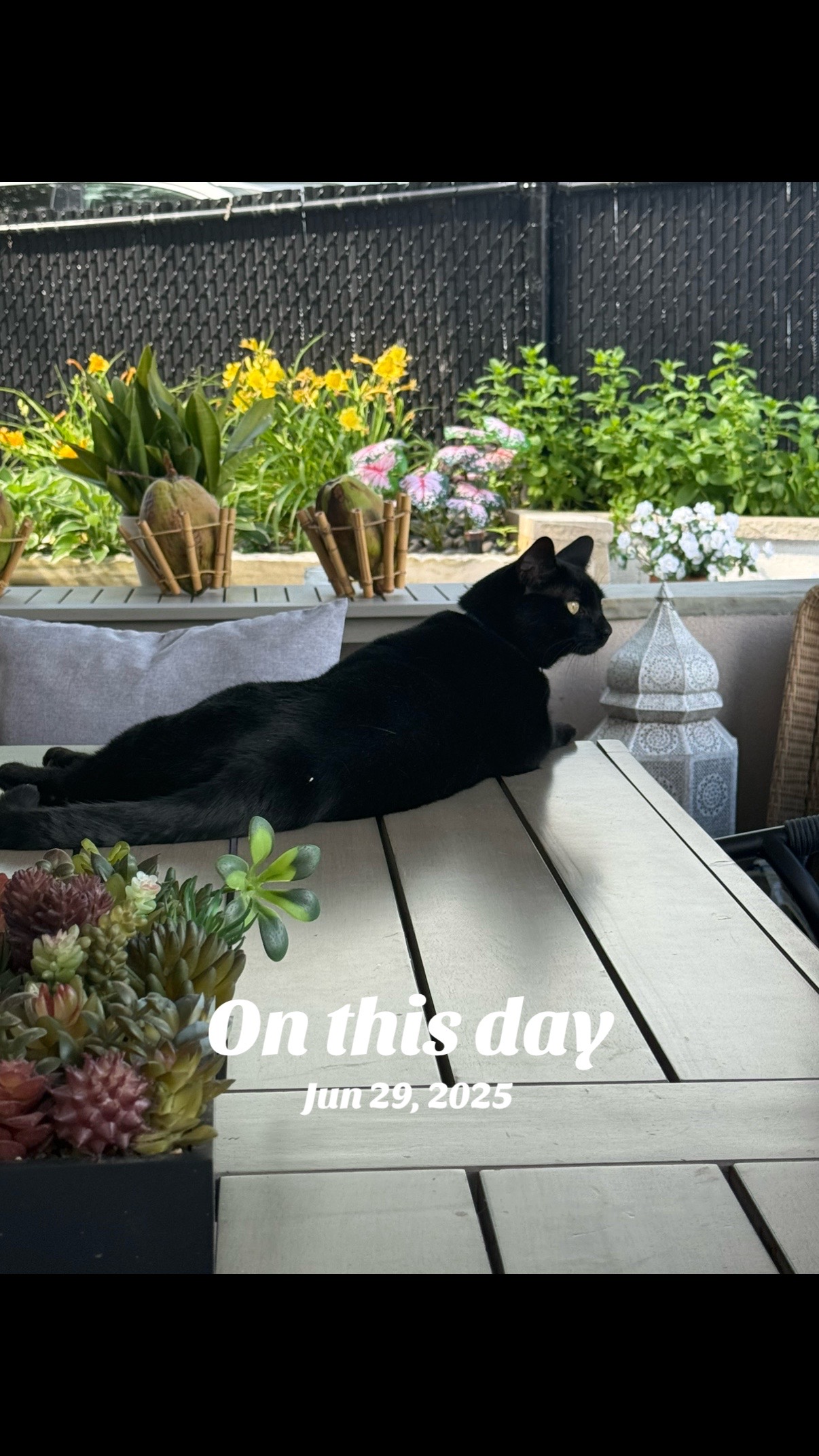 @Oscar Jeremy the cat!