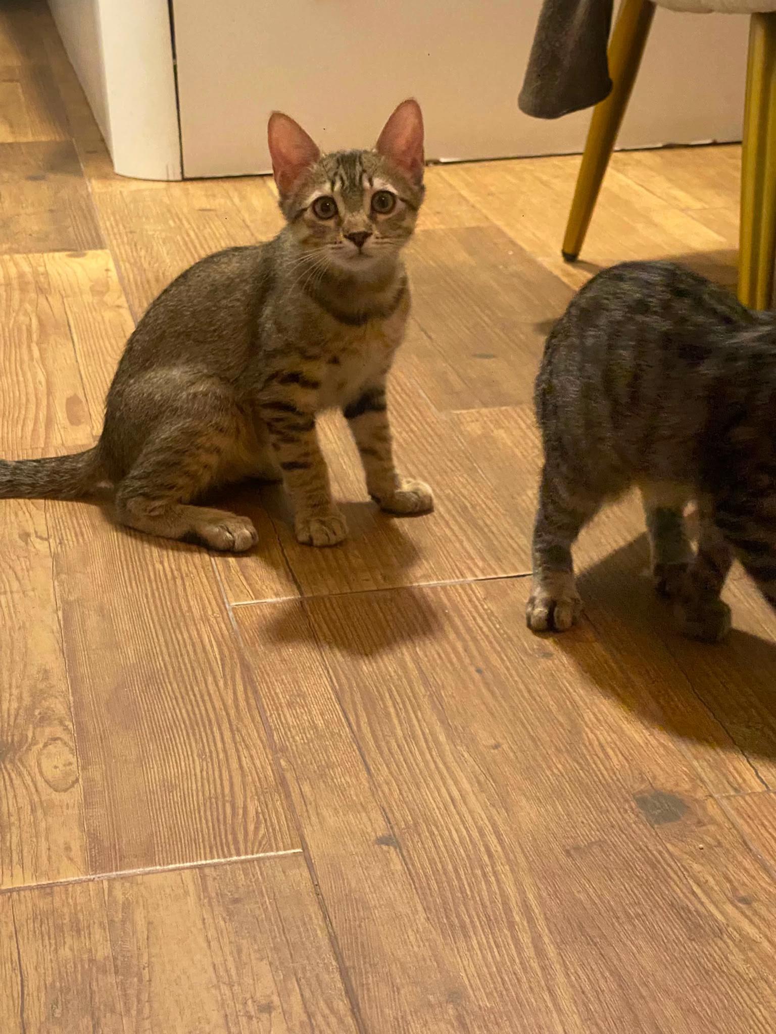@PompeyayCat