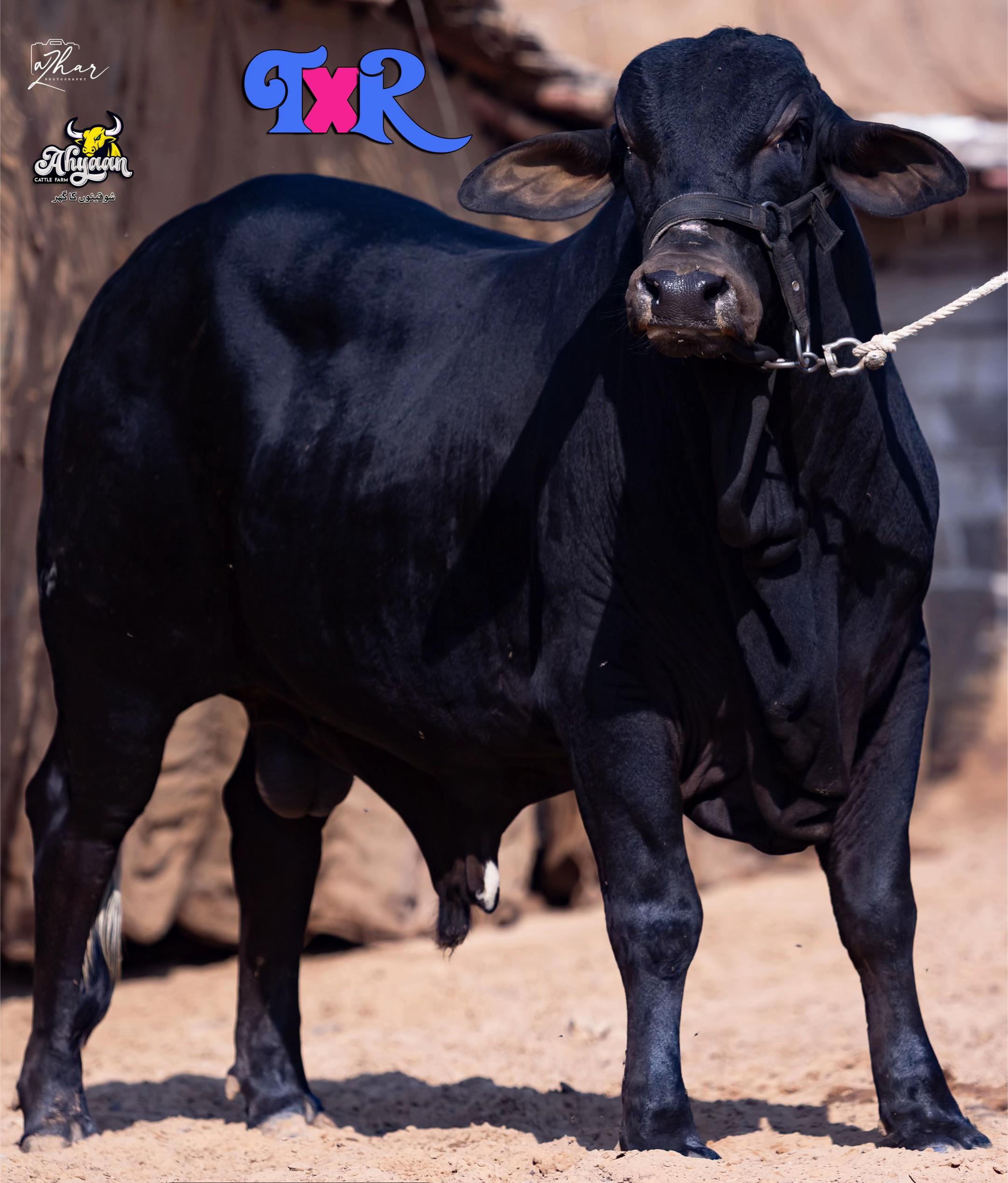 @Ahyaan cattle farm