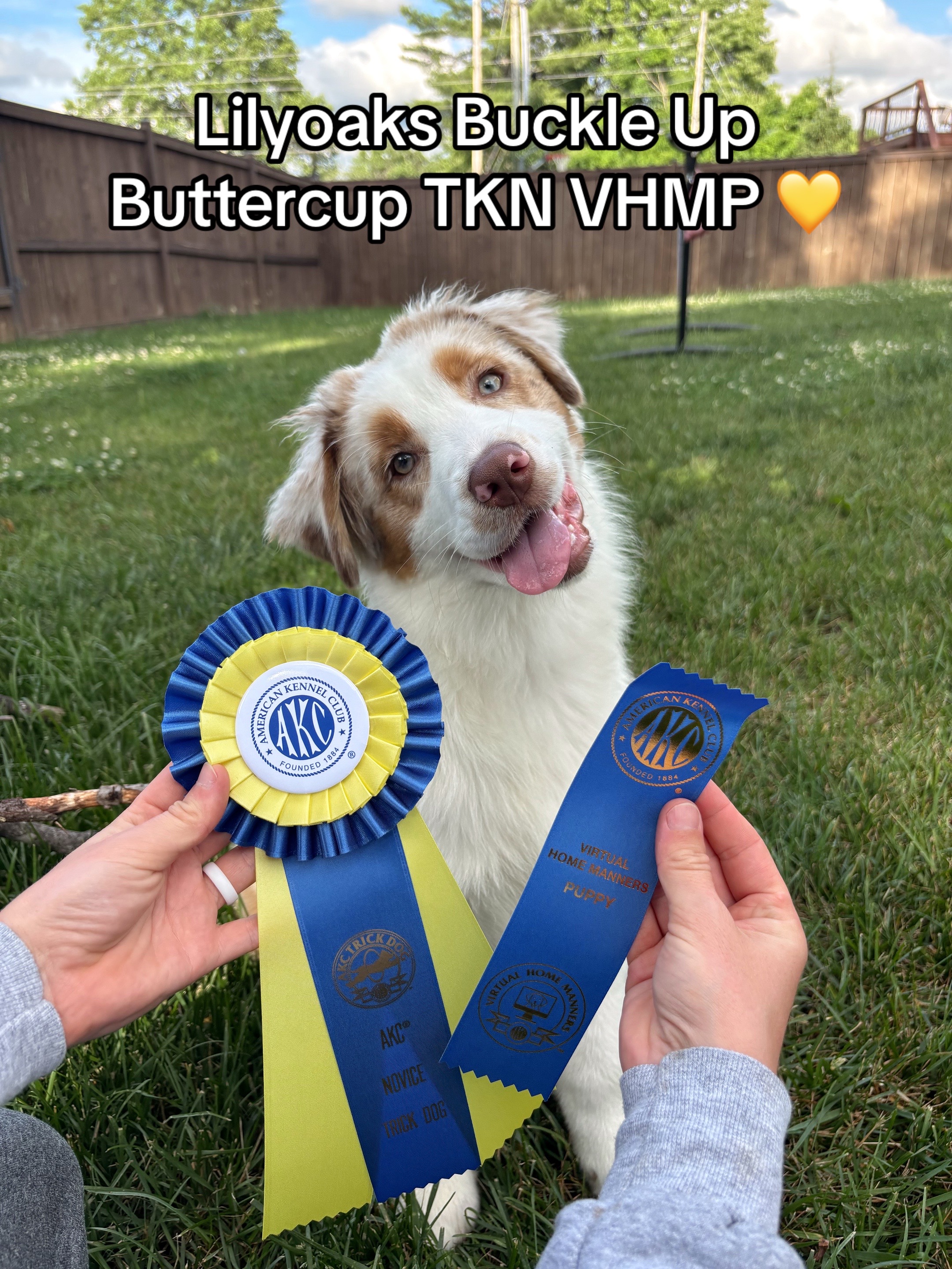 @Beck | Kentucky Dog Trainer