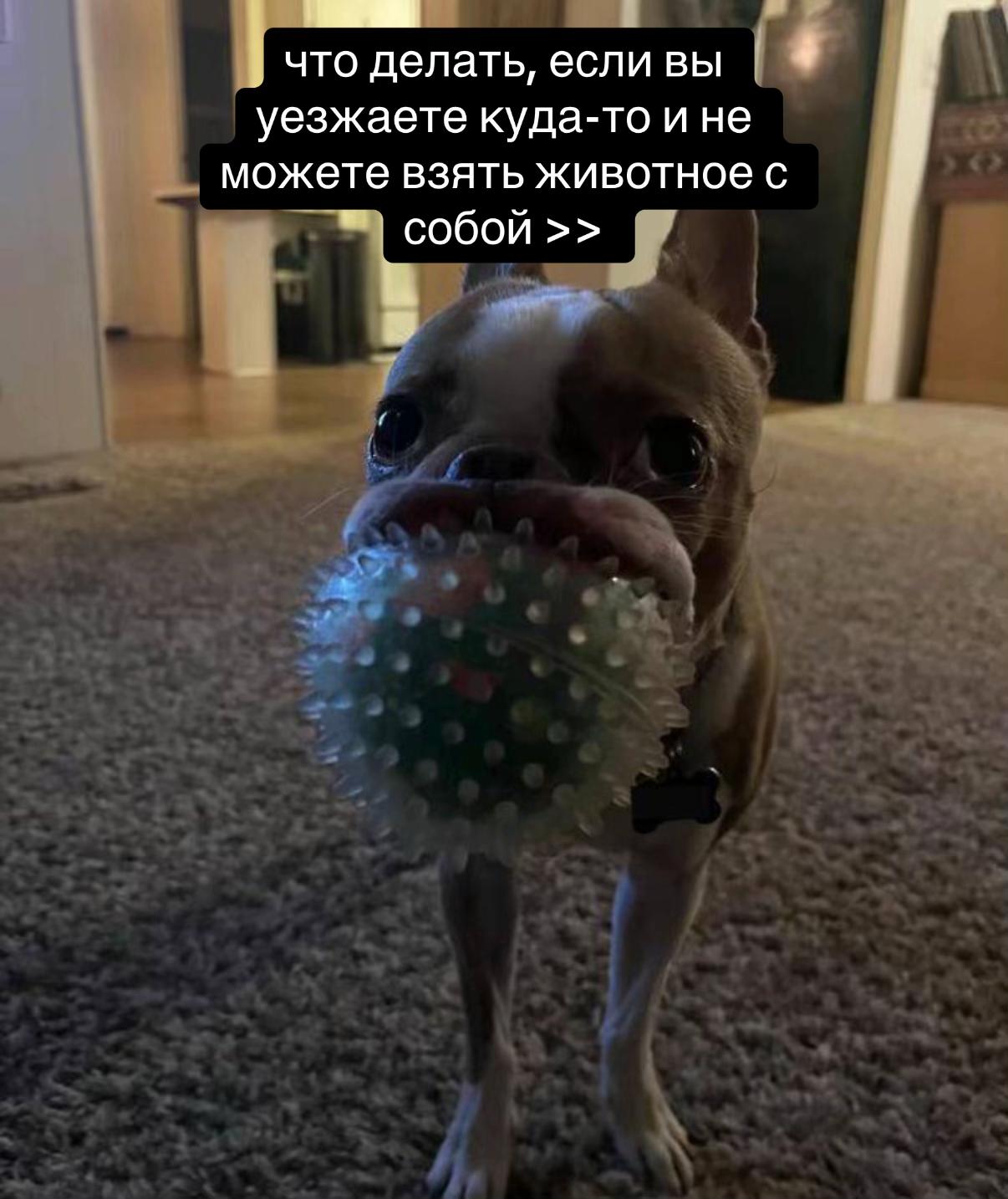 @леся ᴗ̈