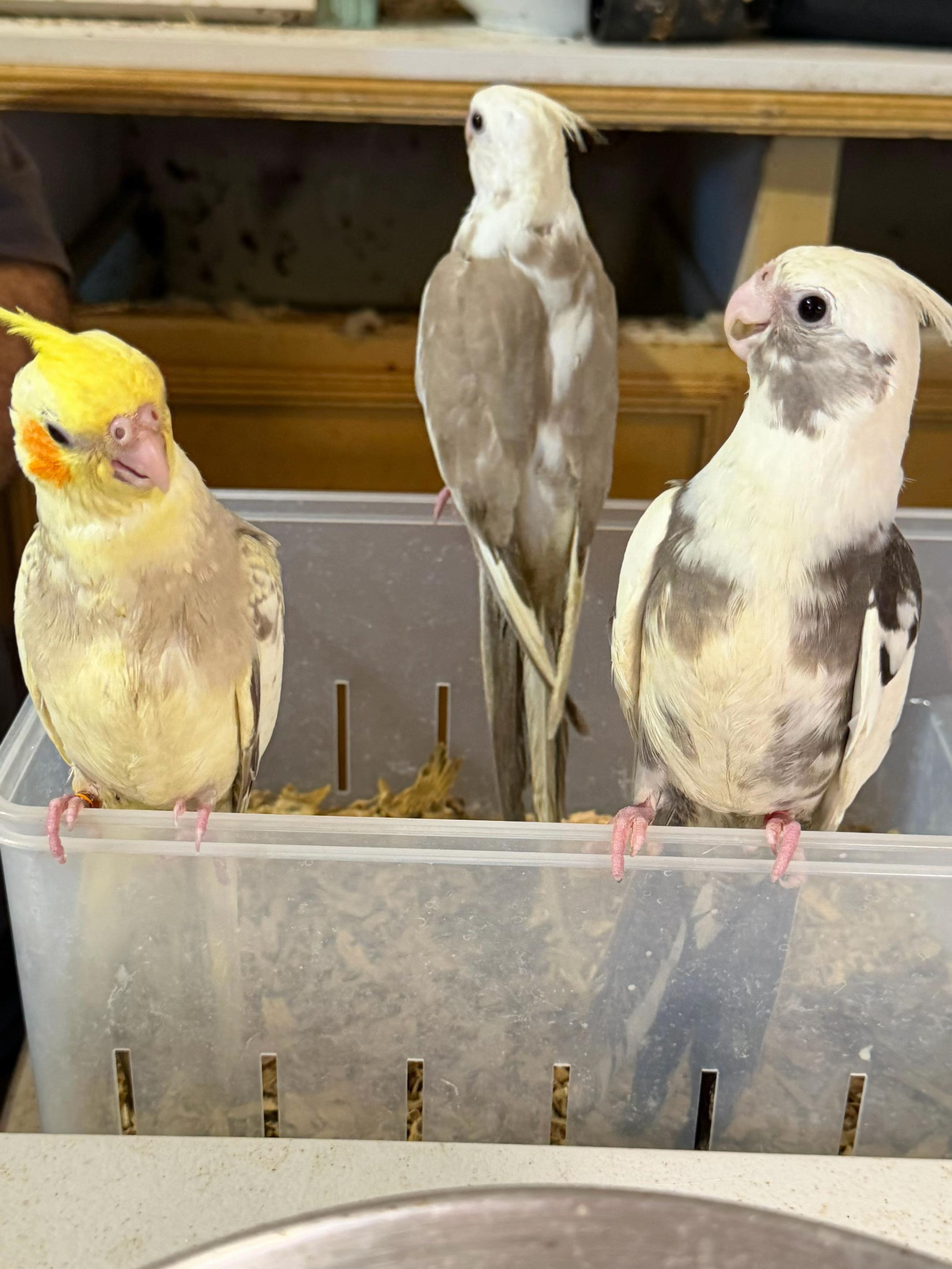 @Tupi and Friends Aviaries🇦🇺