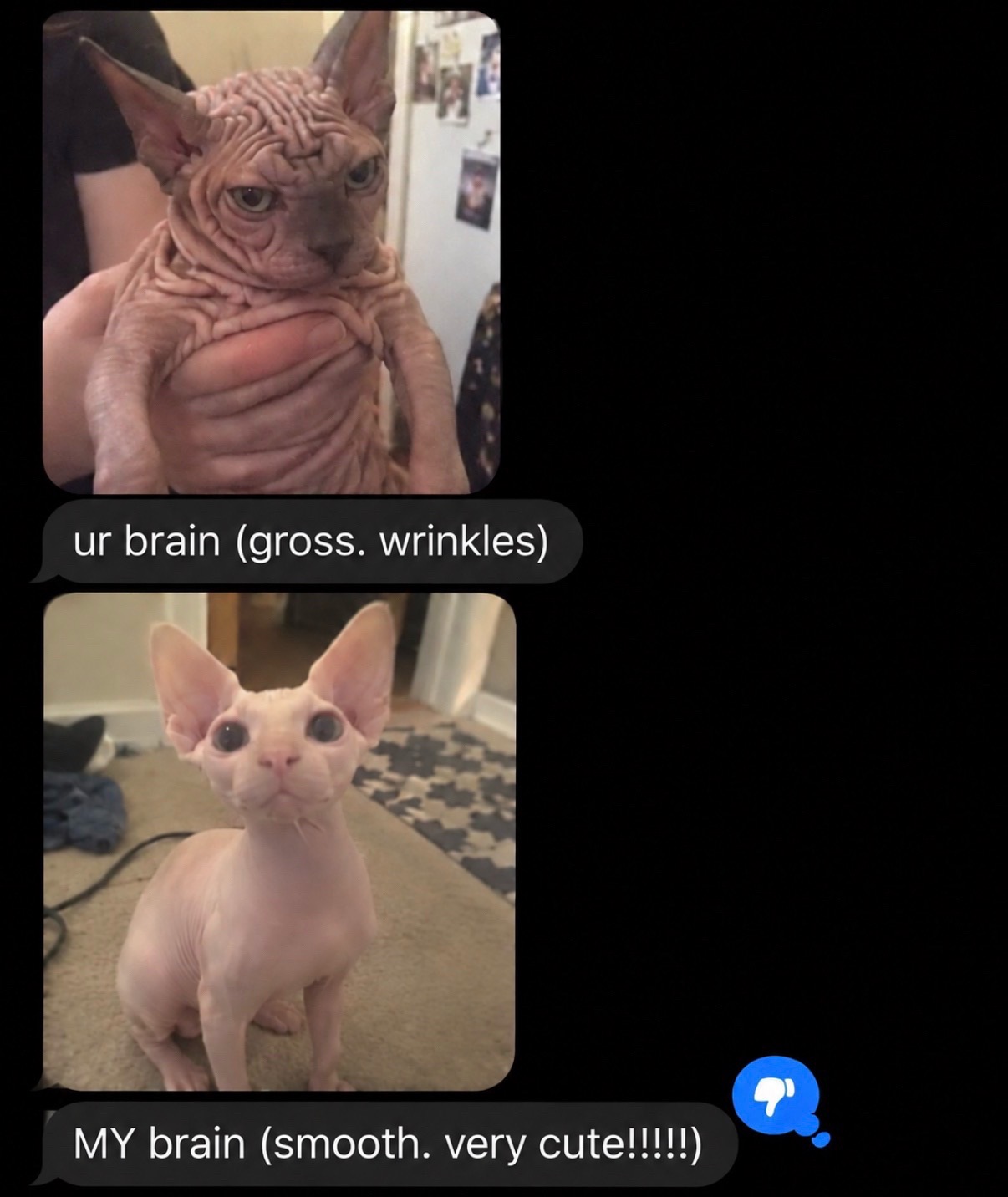 @cat memes