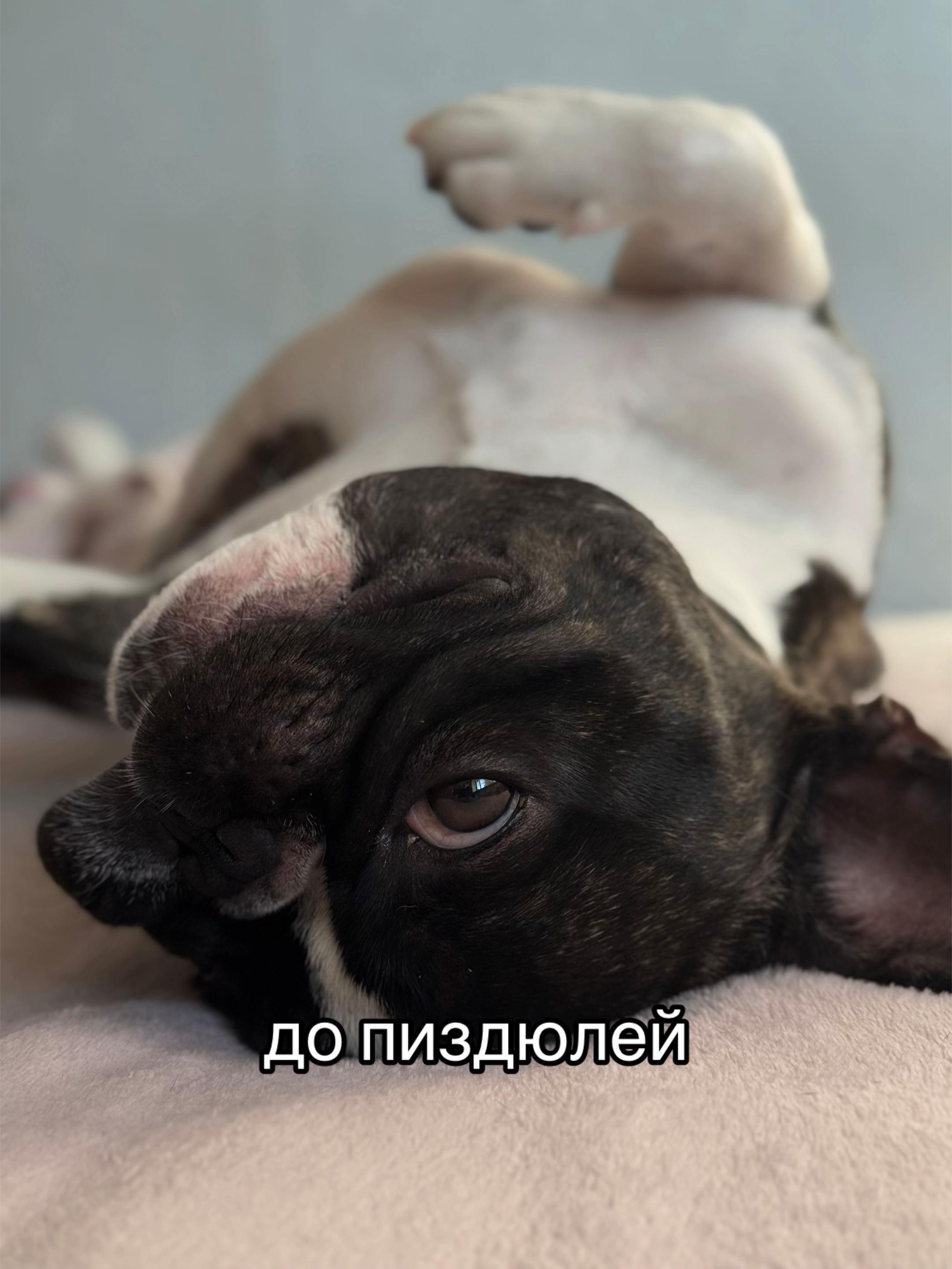 @кекс