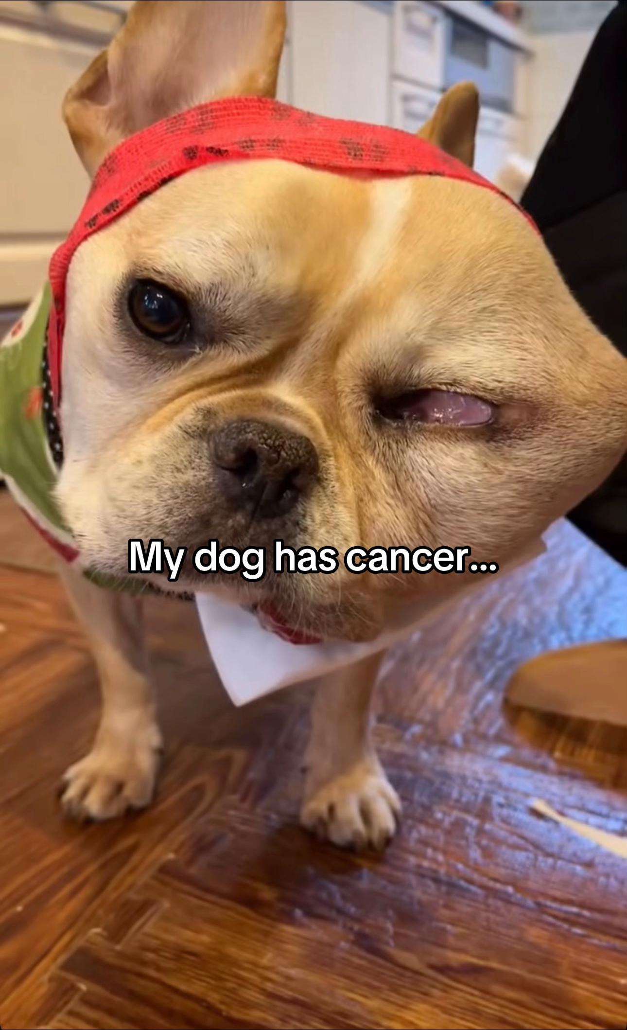 @Surgery for Lucy0