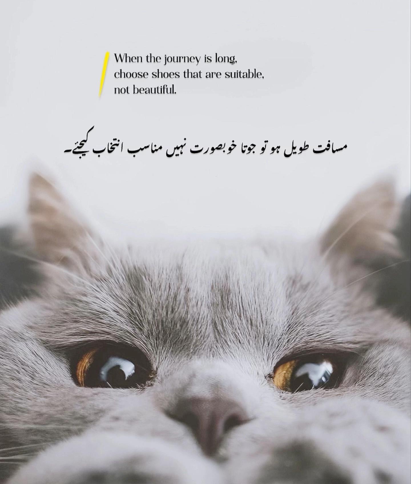 @RAEES...👑