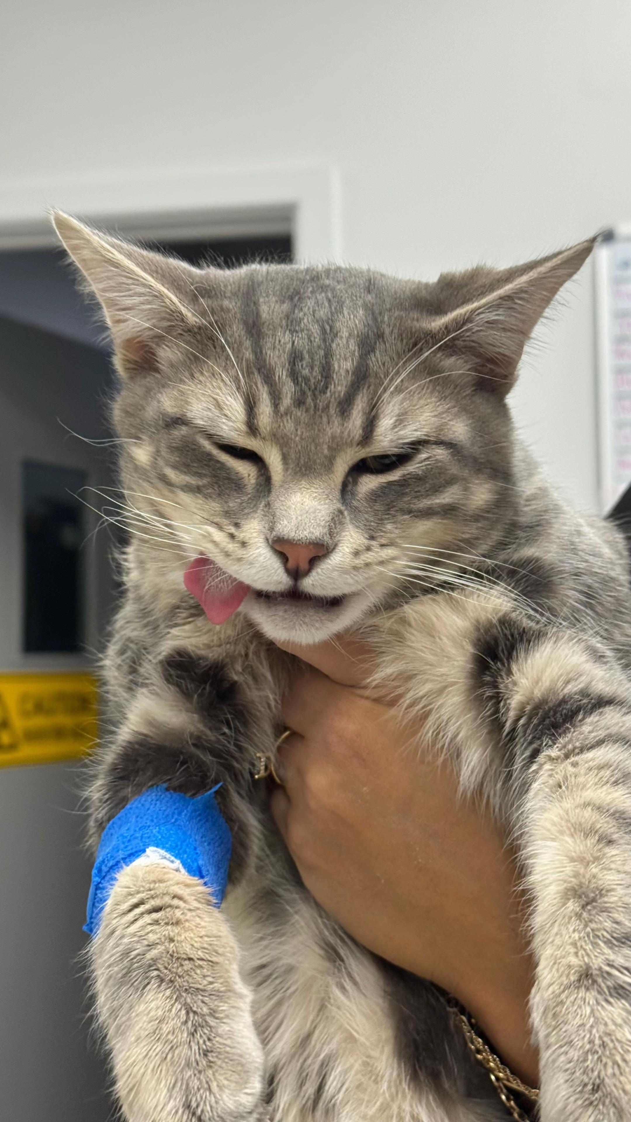 @Essendon Vet Clinic
