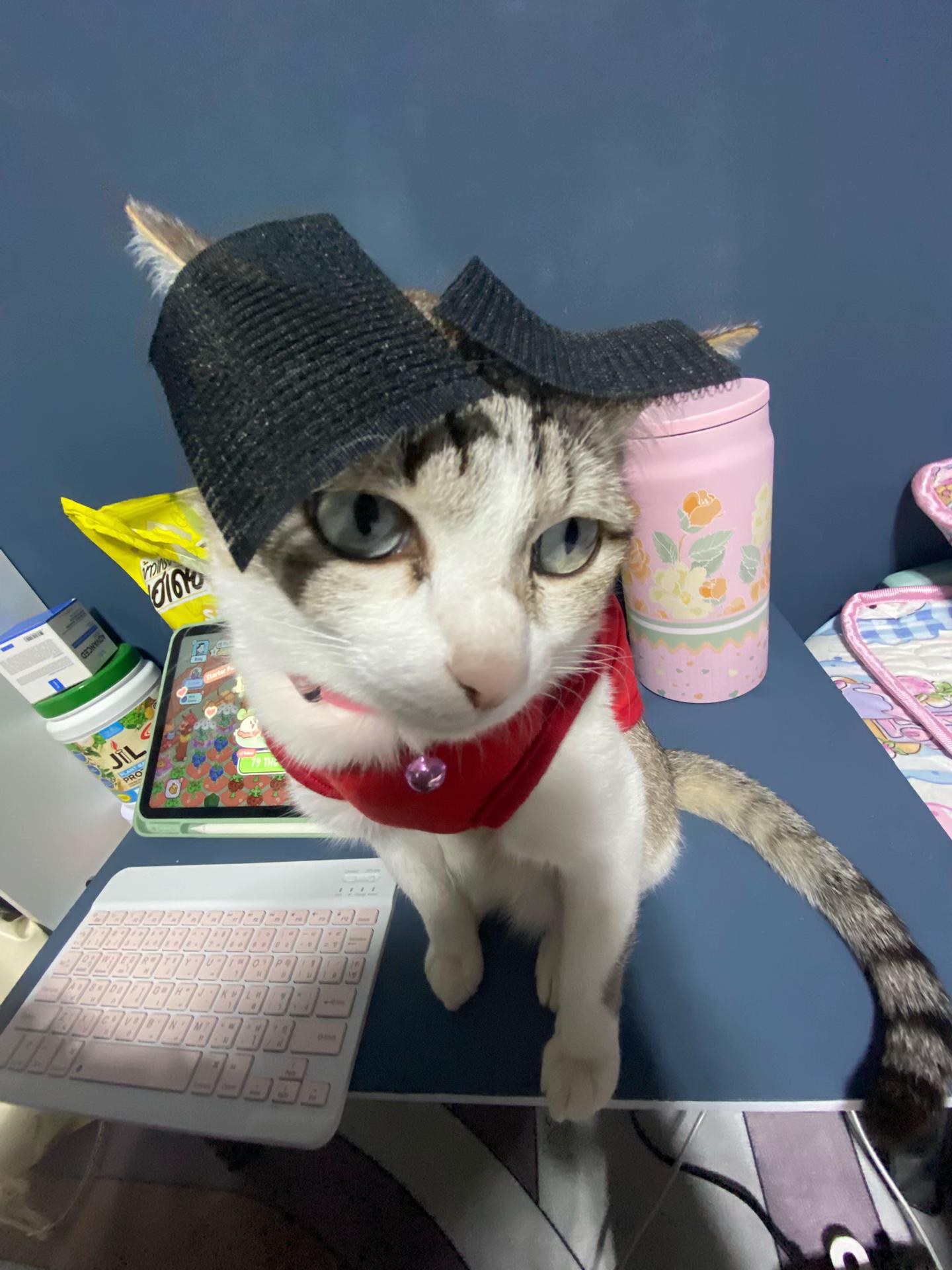 @🧧เปาเฮง🧧รีวิวแมว🐱