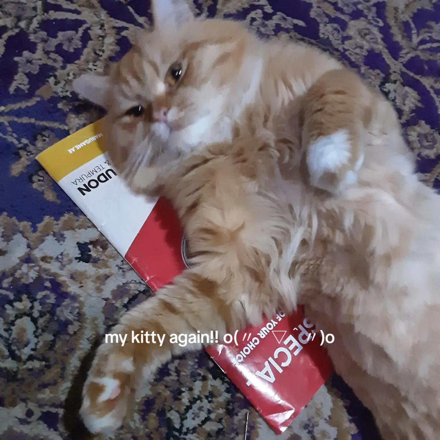 @𝒸𝓊𝓅𝒸𝒶𝓀𝑒>_<
