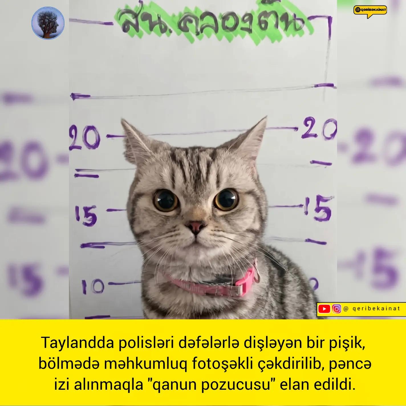 @qeribekainat