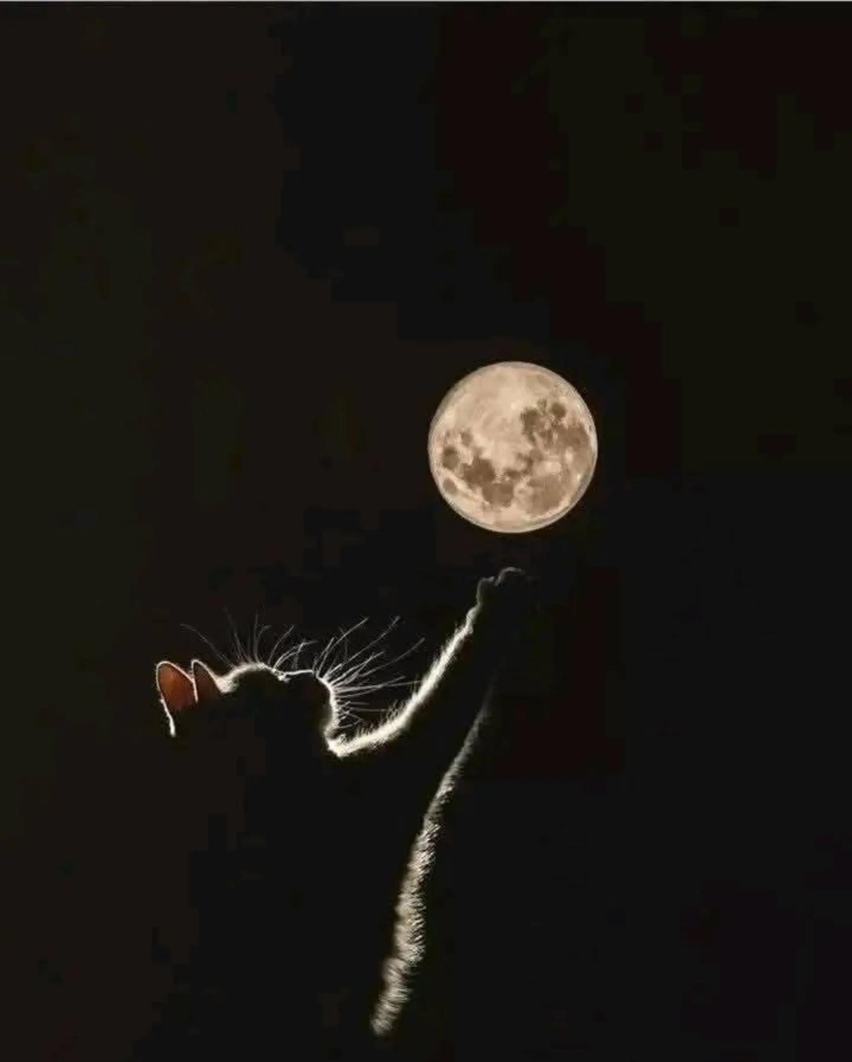 @محمد جرادات