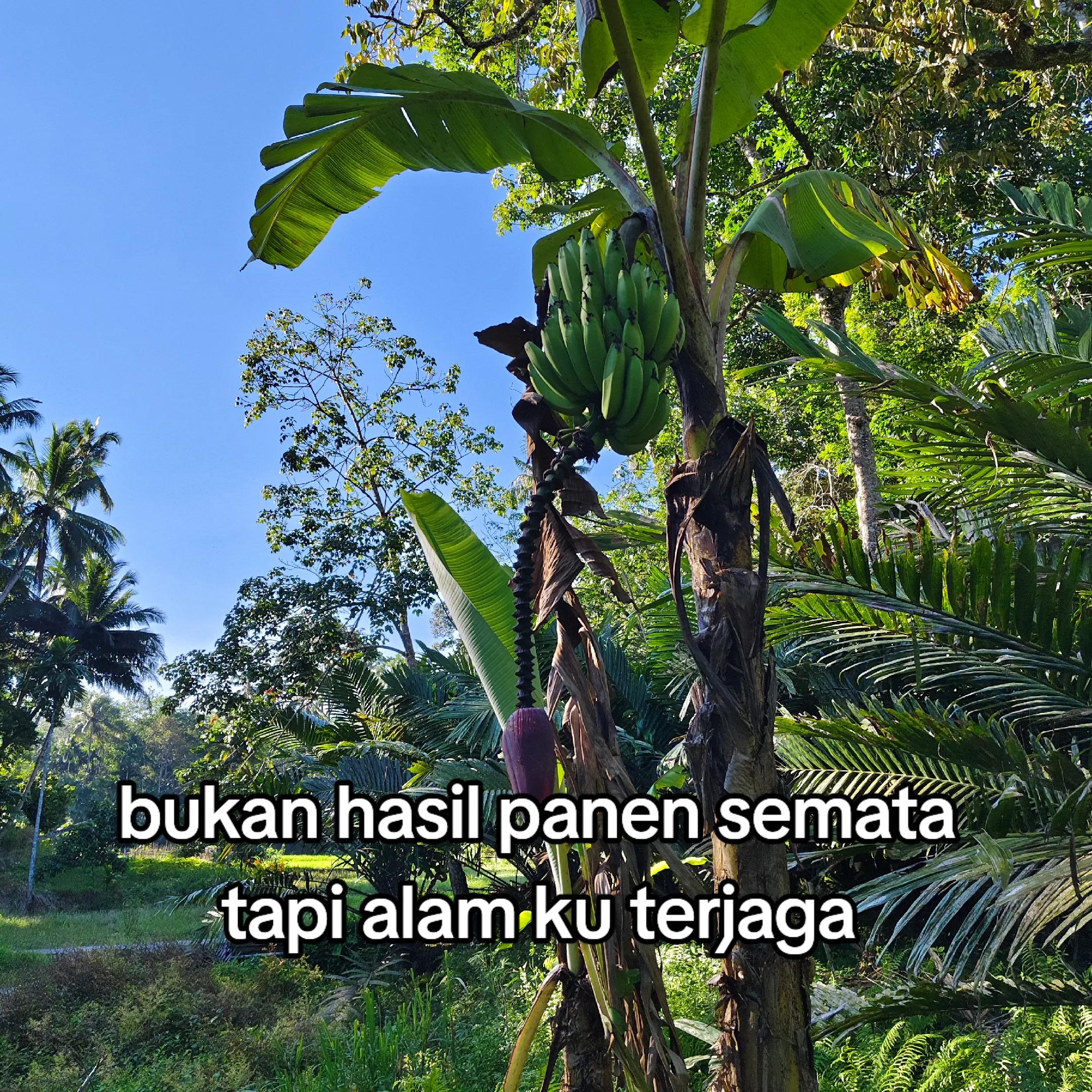 @petani kecil ujung tapsel