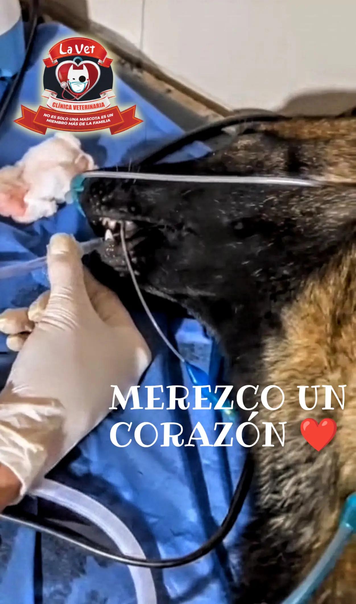 @Clínica la Vet Oriente