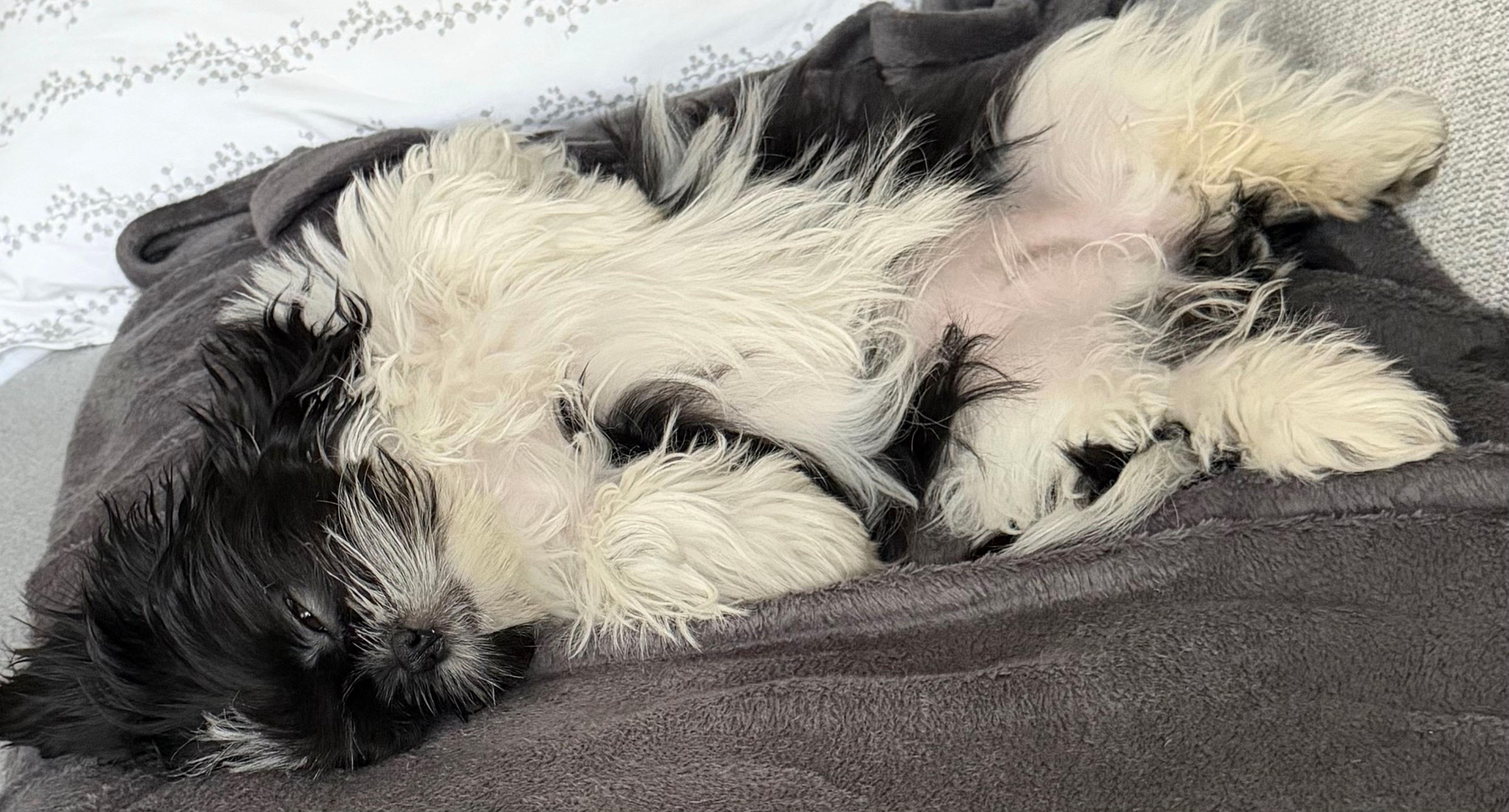 @Cleo shih-tzu