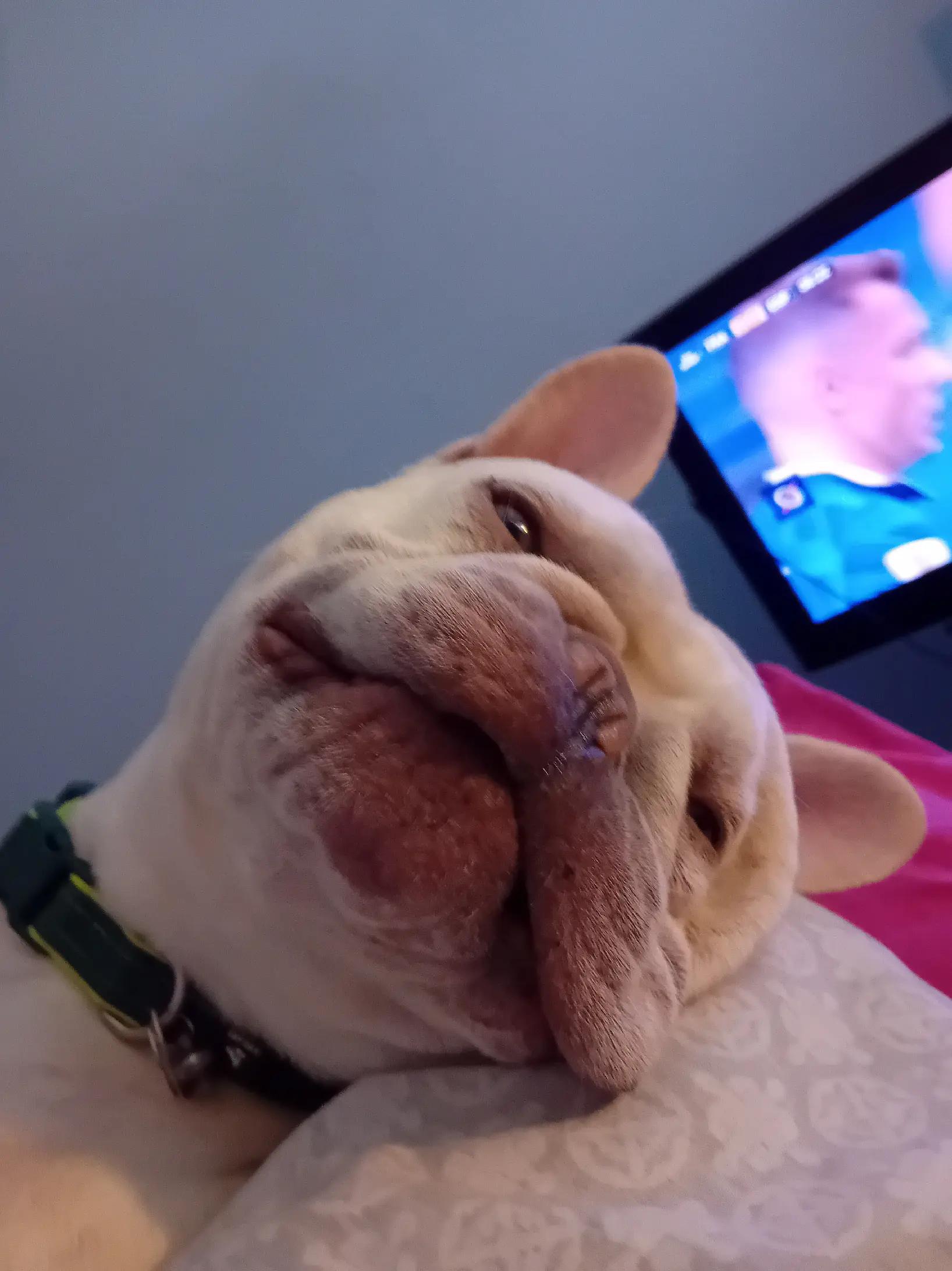 @Boycie Freandog