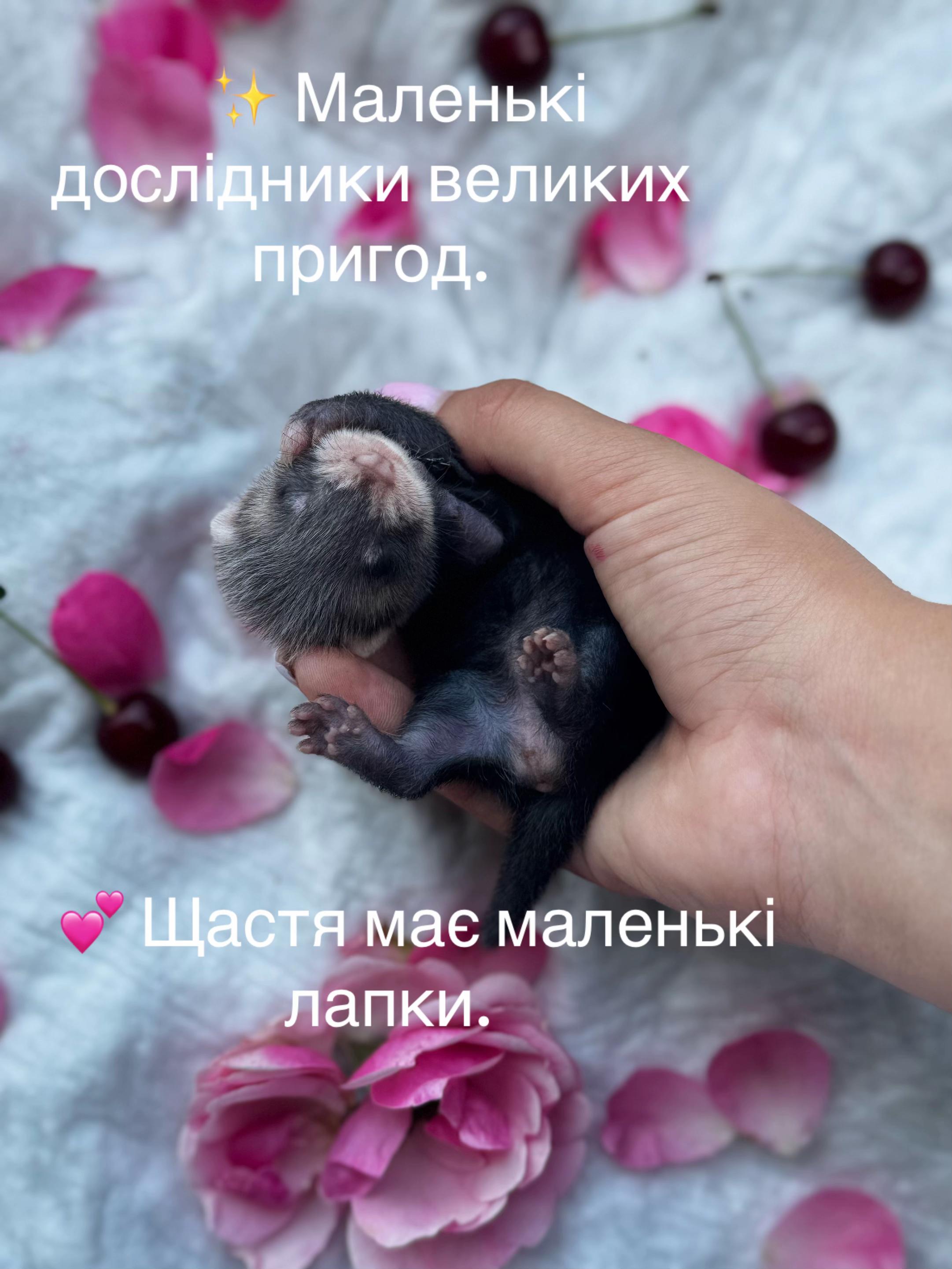 @🦦 Хорьки Київ 🇺🇦