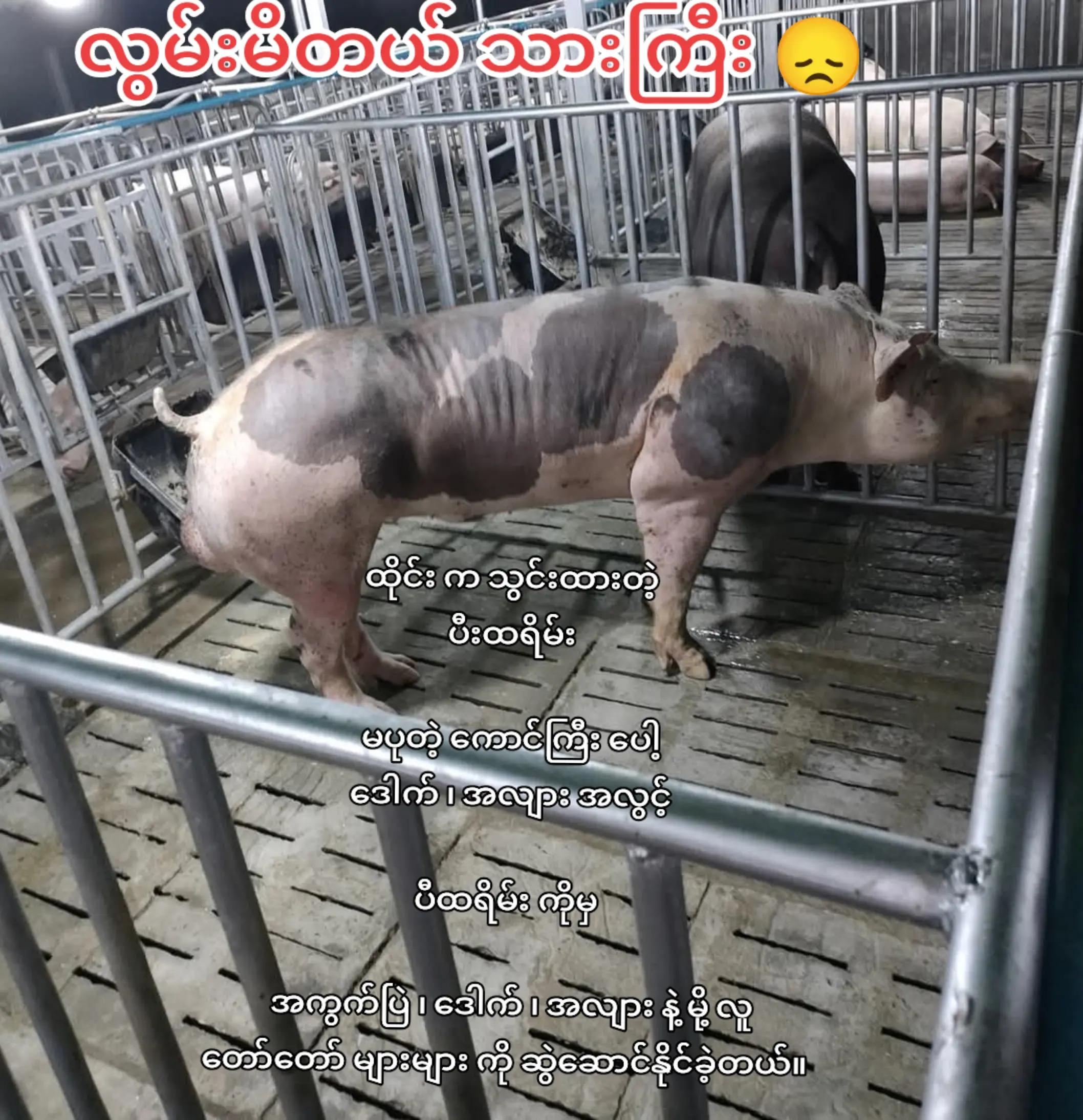 @"ရွှေဖြူးသား"၀က်မွေးမြူရေးခြံ