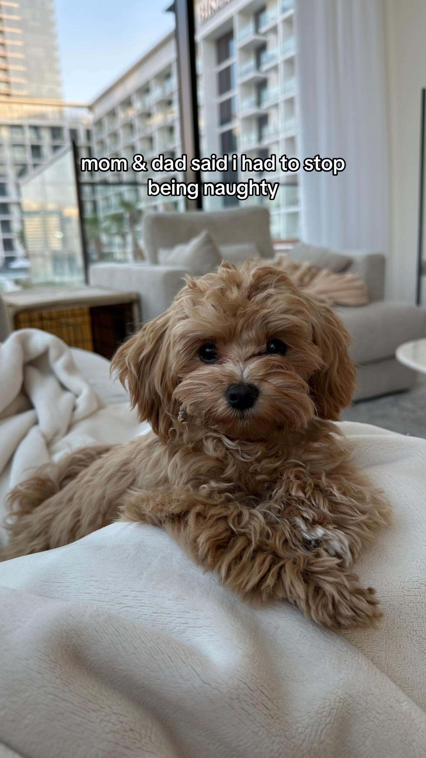 @Mochi the Maltipoo 🐻