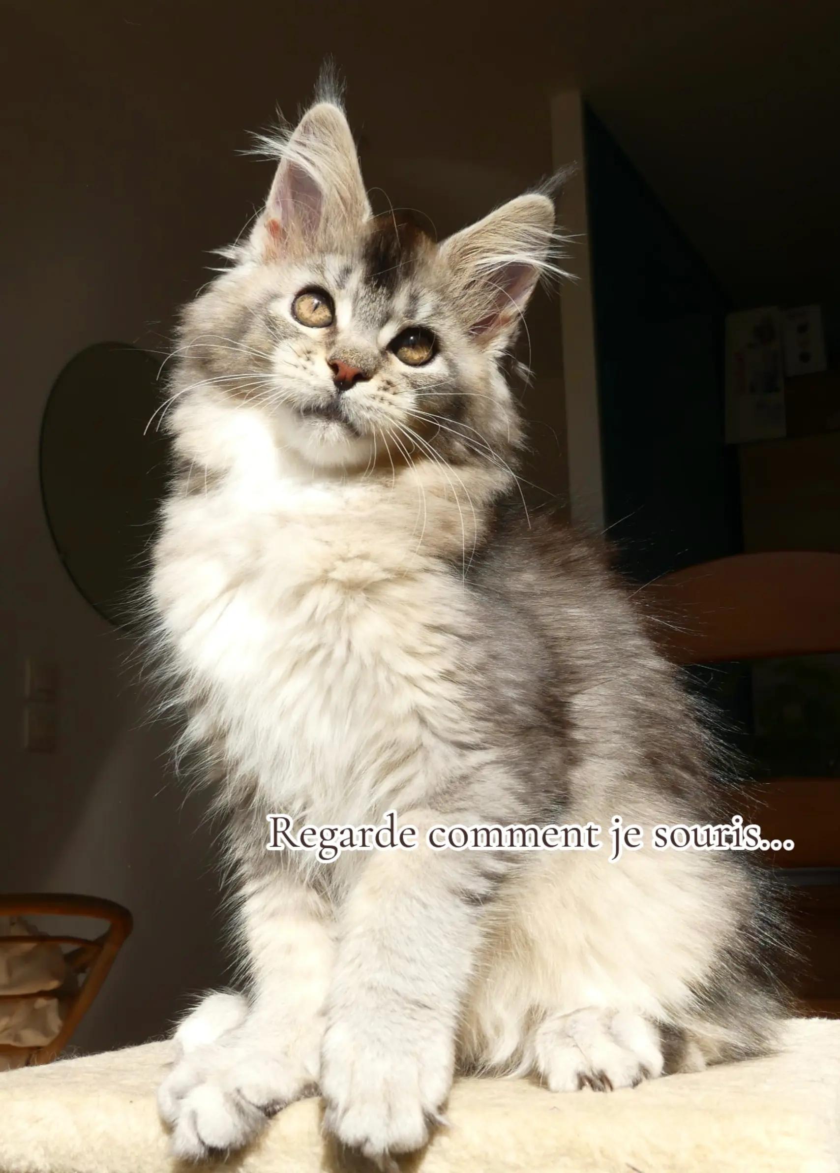 @Cattery Of Wild Kingdom