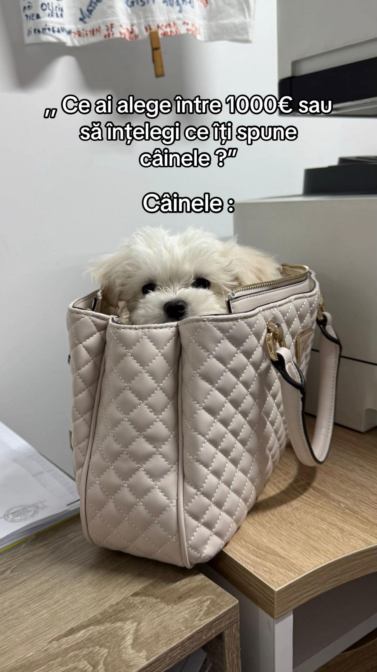 @Alexiq.1