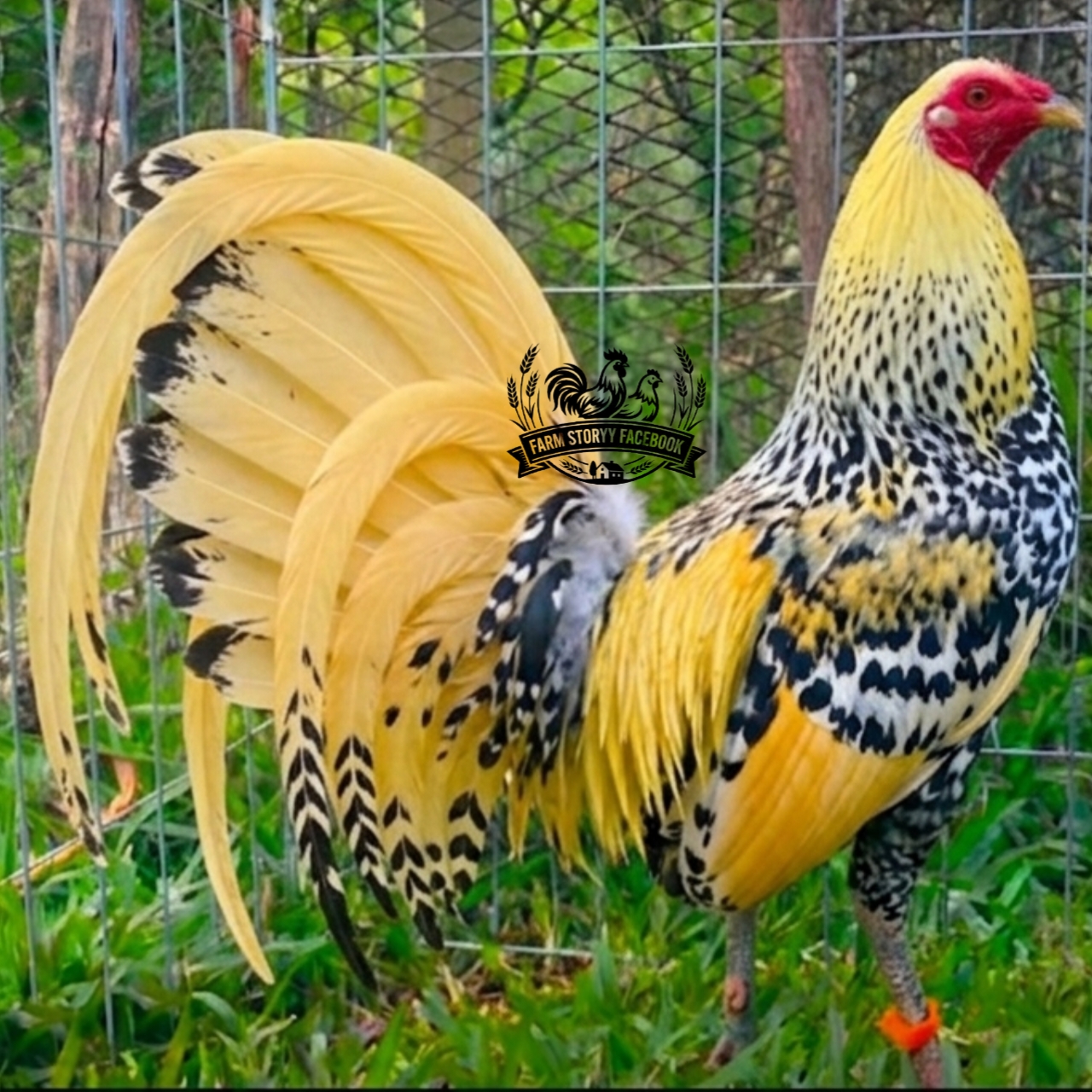 @Gamefowl Story
